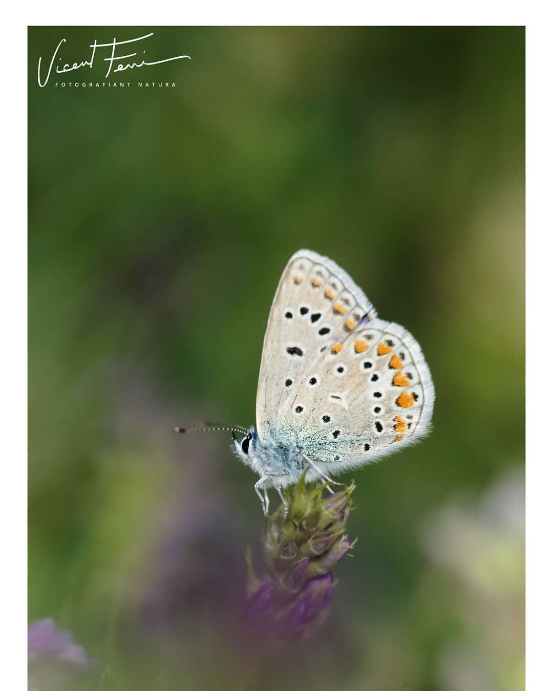 Precioso licenido, una &quot;blaveta&quot; Polyommatus icarus, la mariposas adem&aacute;s de bonitos insectos son fant&aacute;sticos polinizadores, fotograf&iacute;a de junio de 2020 en #Buixcarr&oacute; 
#wildlifephotography 
#fotograf&iacute;aycons