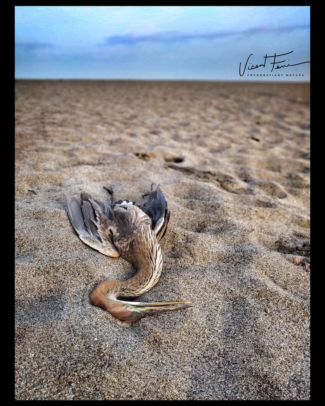 Esto tambi&eacute;n es fotograf&iacute;a de naturaleza, aunque sea duro encontrar un juvenil de un p&aacute;jaro tan hermoso muerto, la naturaleza es dura y nosotr@s la castigamos m&aacute;s, aunque esta en nuestras manos cambiar actitudes y dejar de