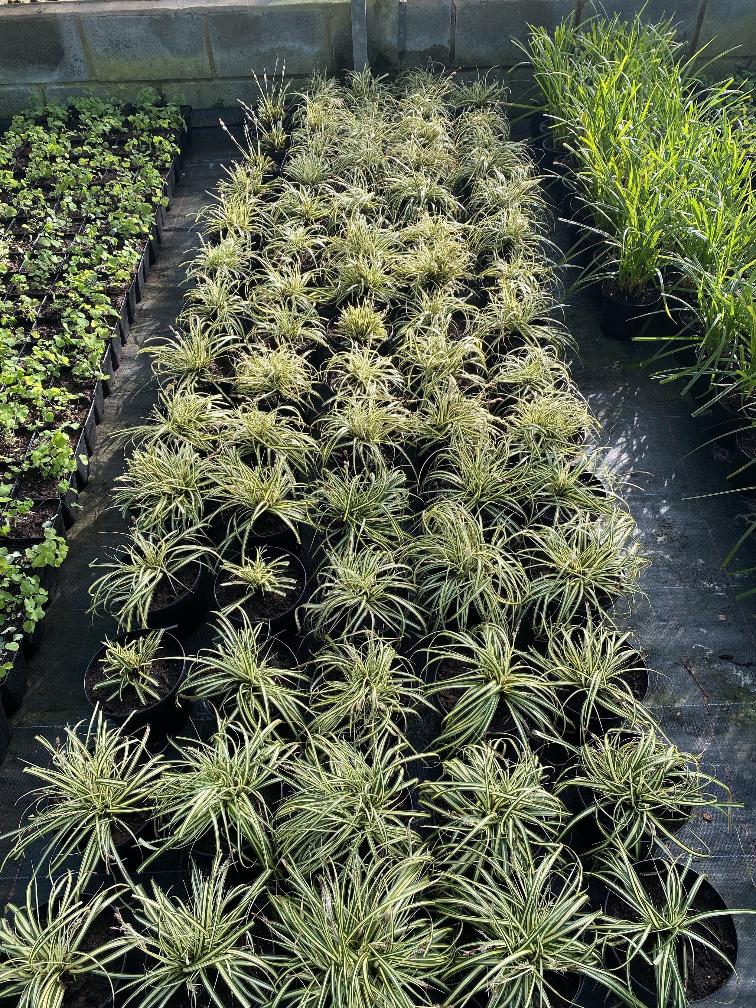 Carex Evergold stock