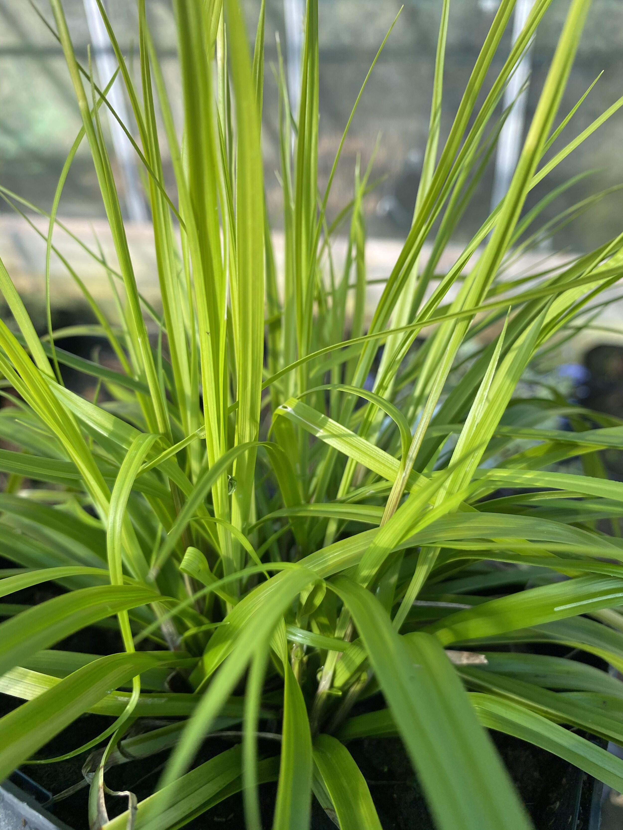 carex everillo ashcroft's