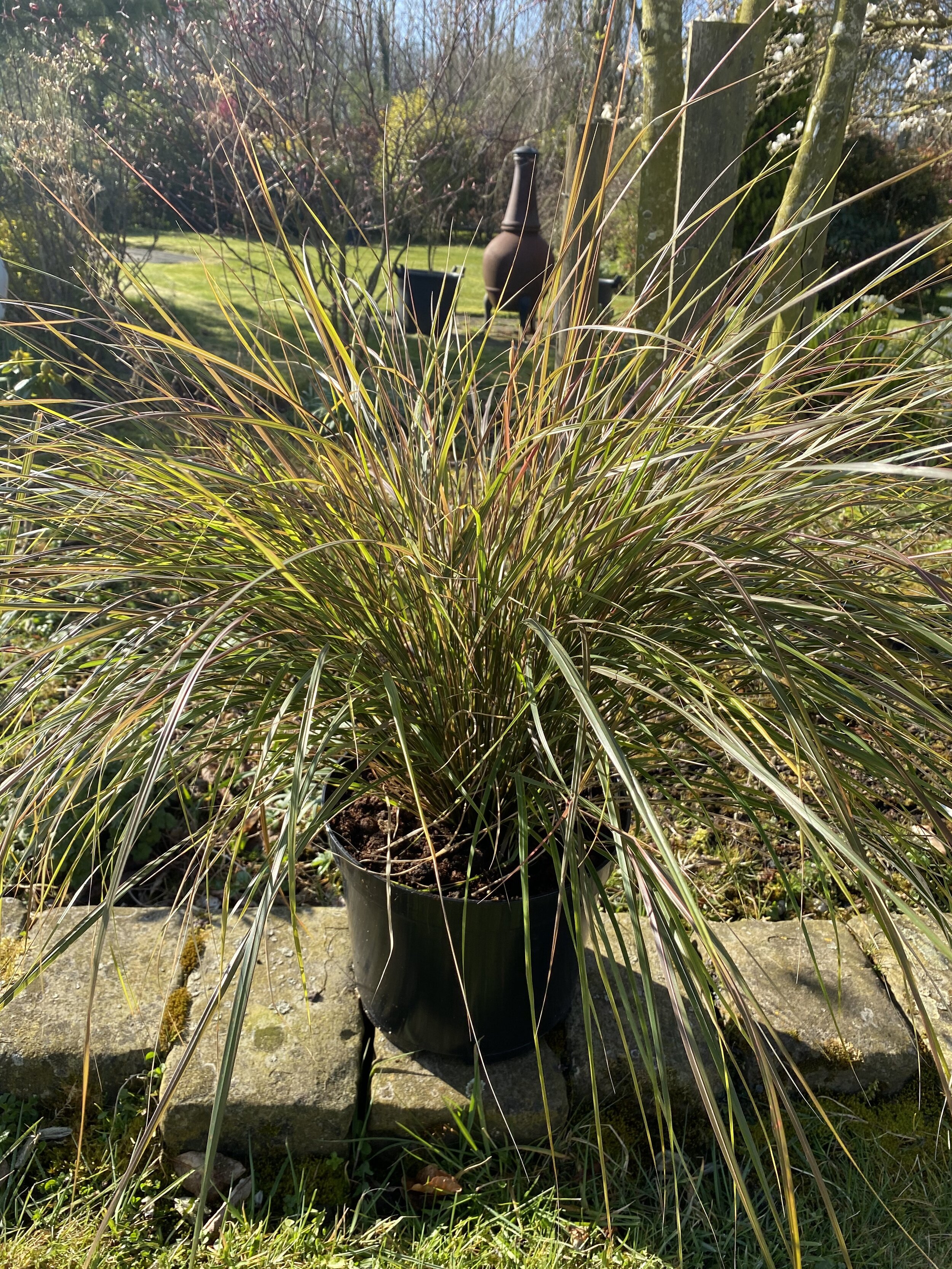 anamenthele lessoniana Ashcroft's