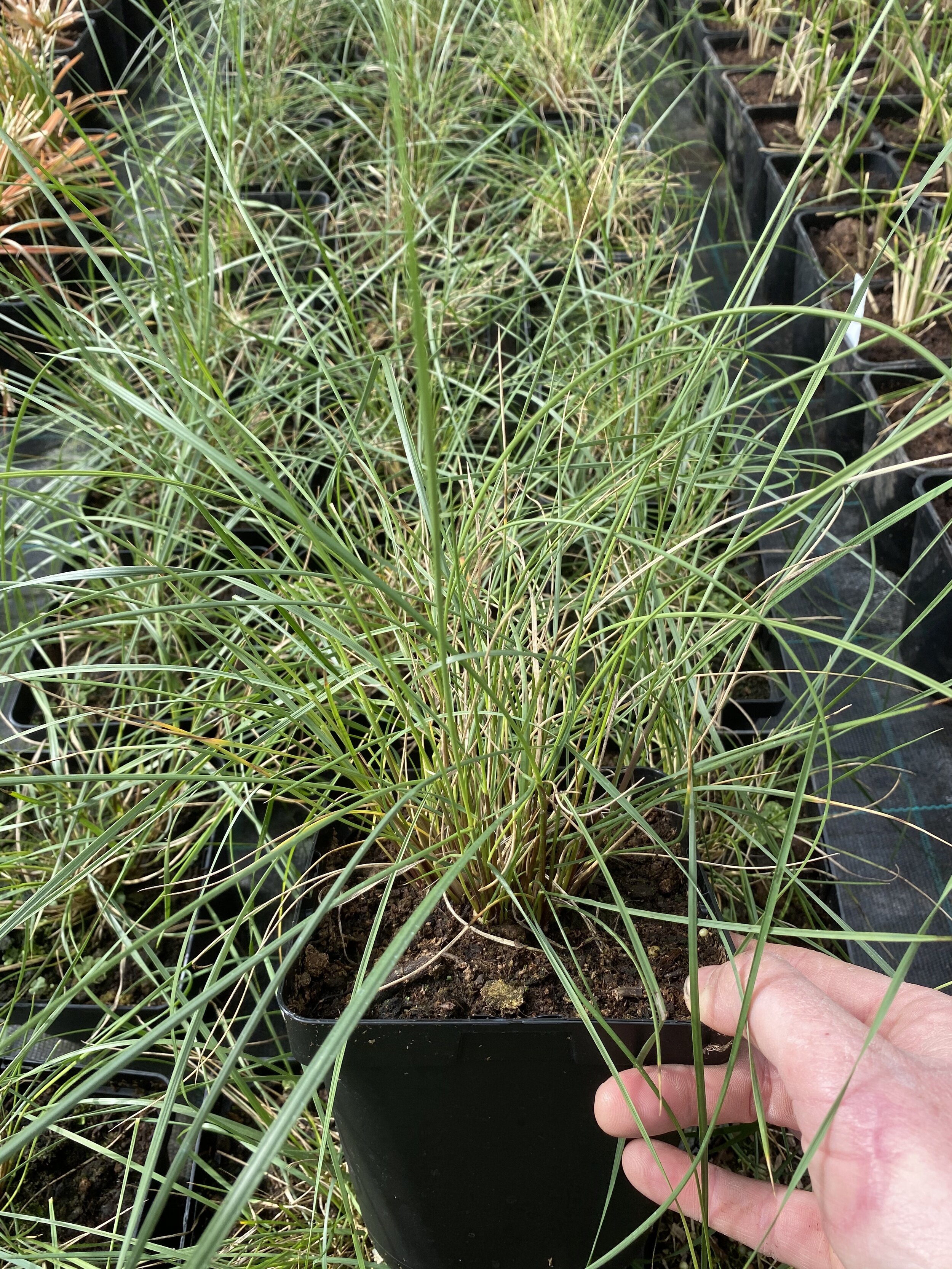 Stipa gigantea stock march
