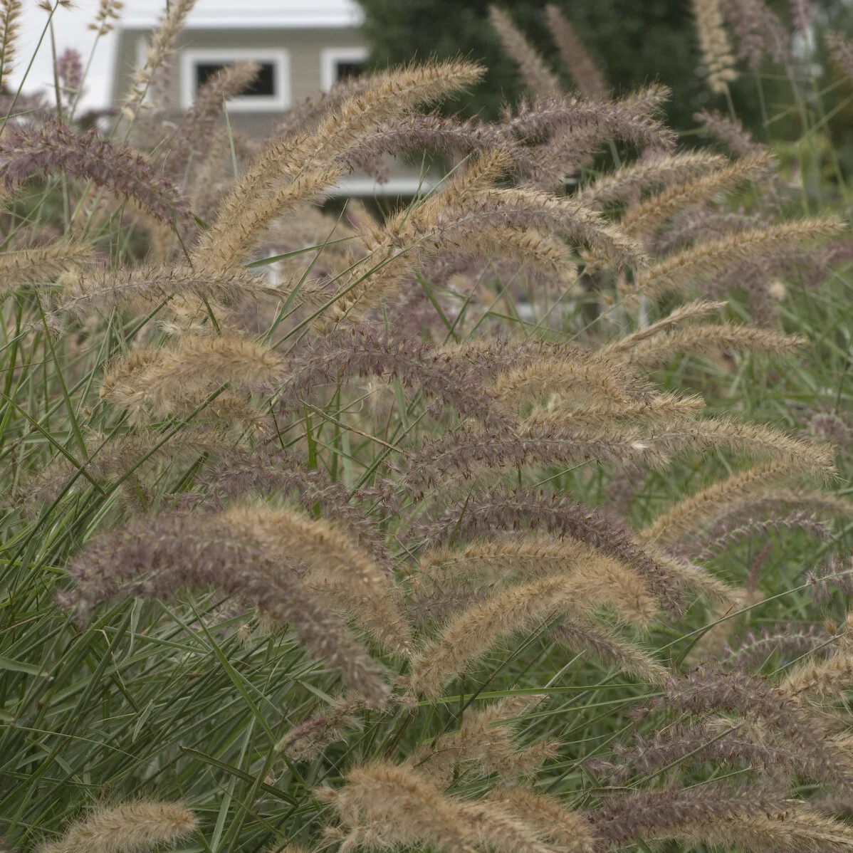 Pennisetum orientale 'Karley Rose' — Ashcroft's Perennials and