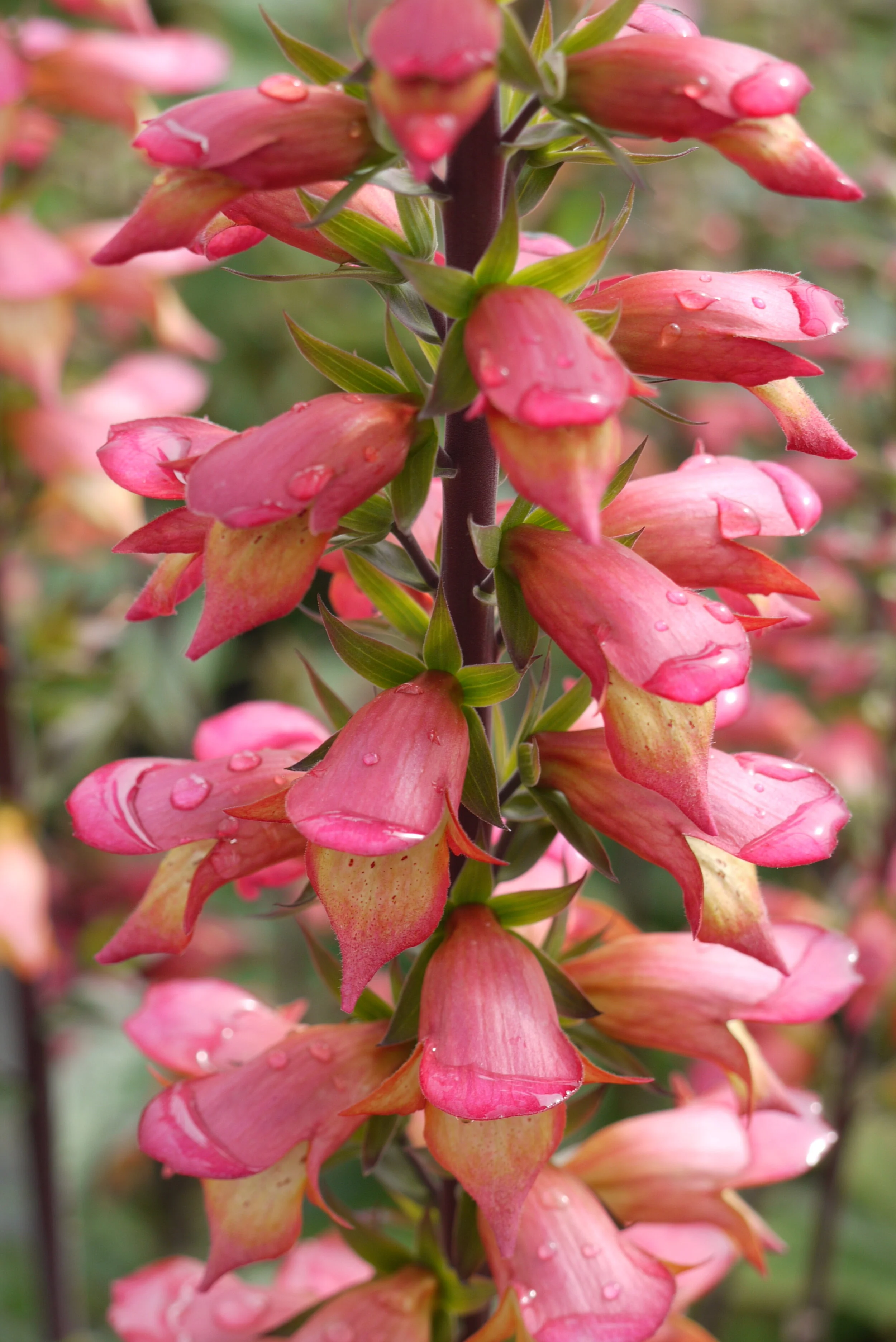 https//www.ashcroftsperennials.co.uk/digitalisfirebirduk — Ashcroft's Perennials and