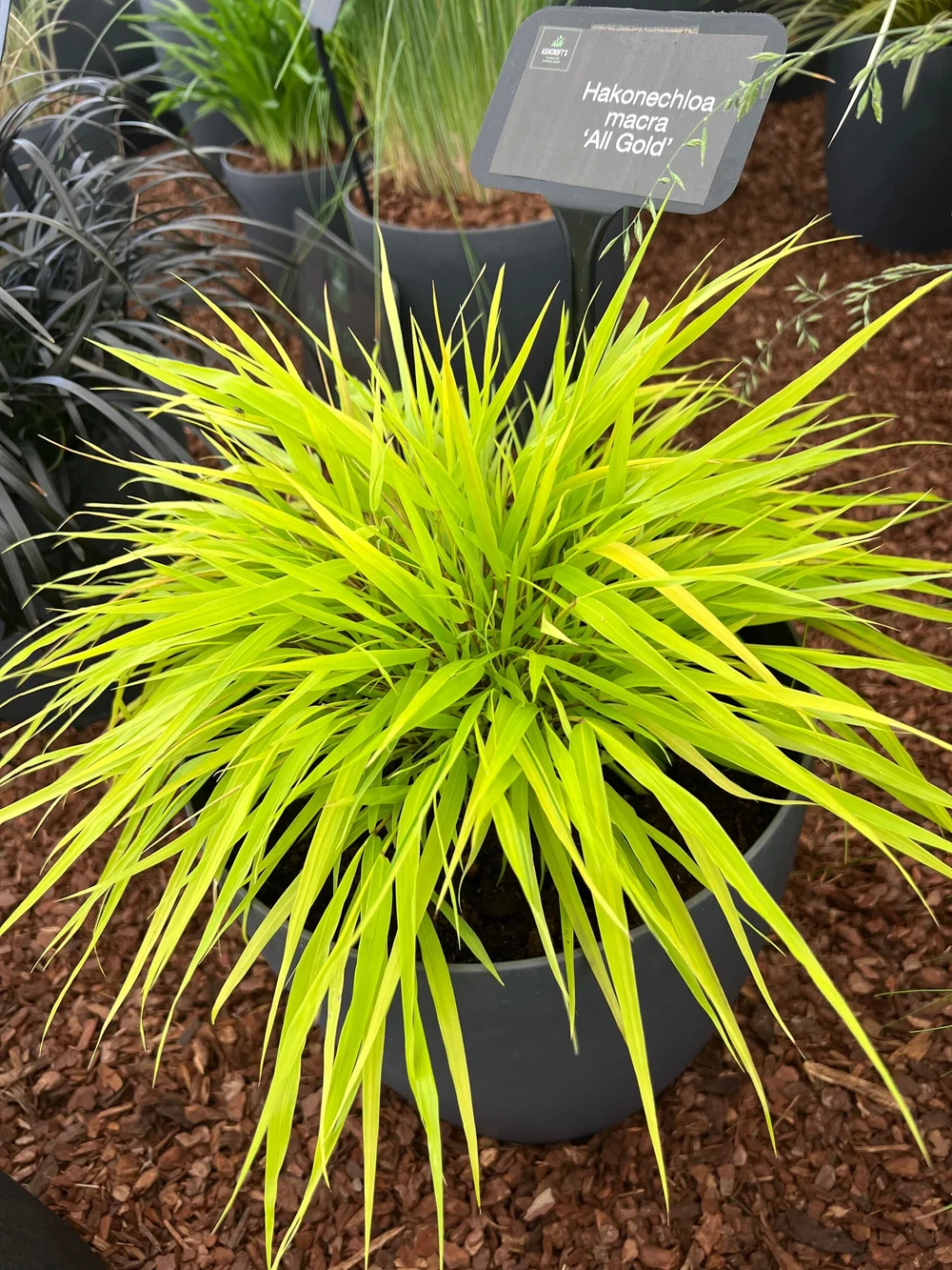Hakonechloa sale all gold