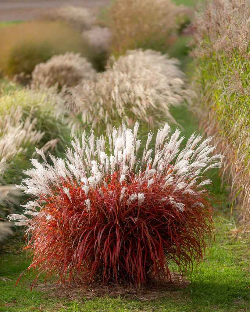 Miscanthus 'Lady in Red'