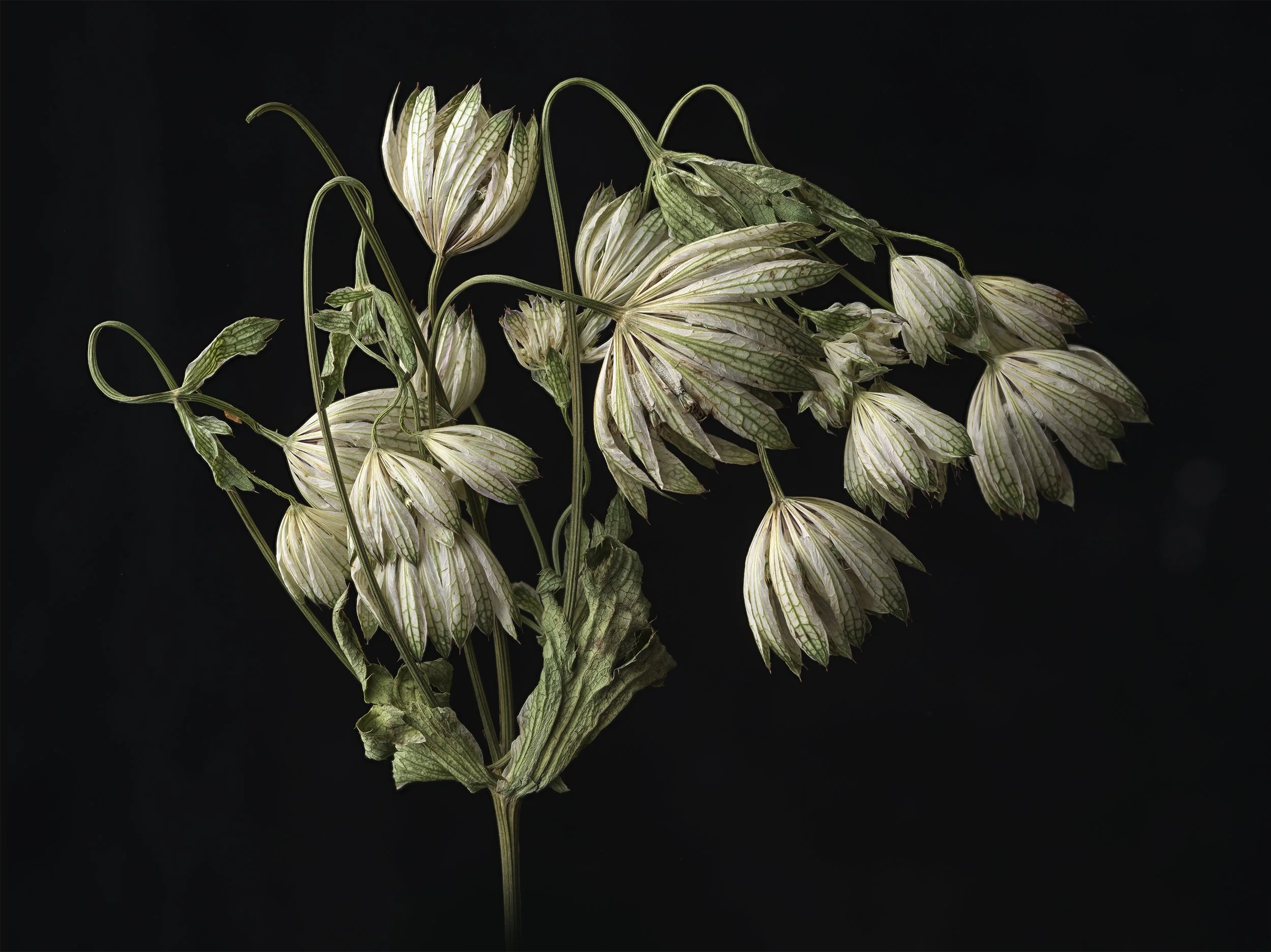 david-pearce-White-dried-flower White green small flowers.jpg