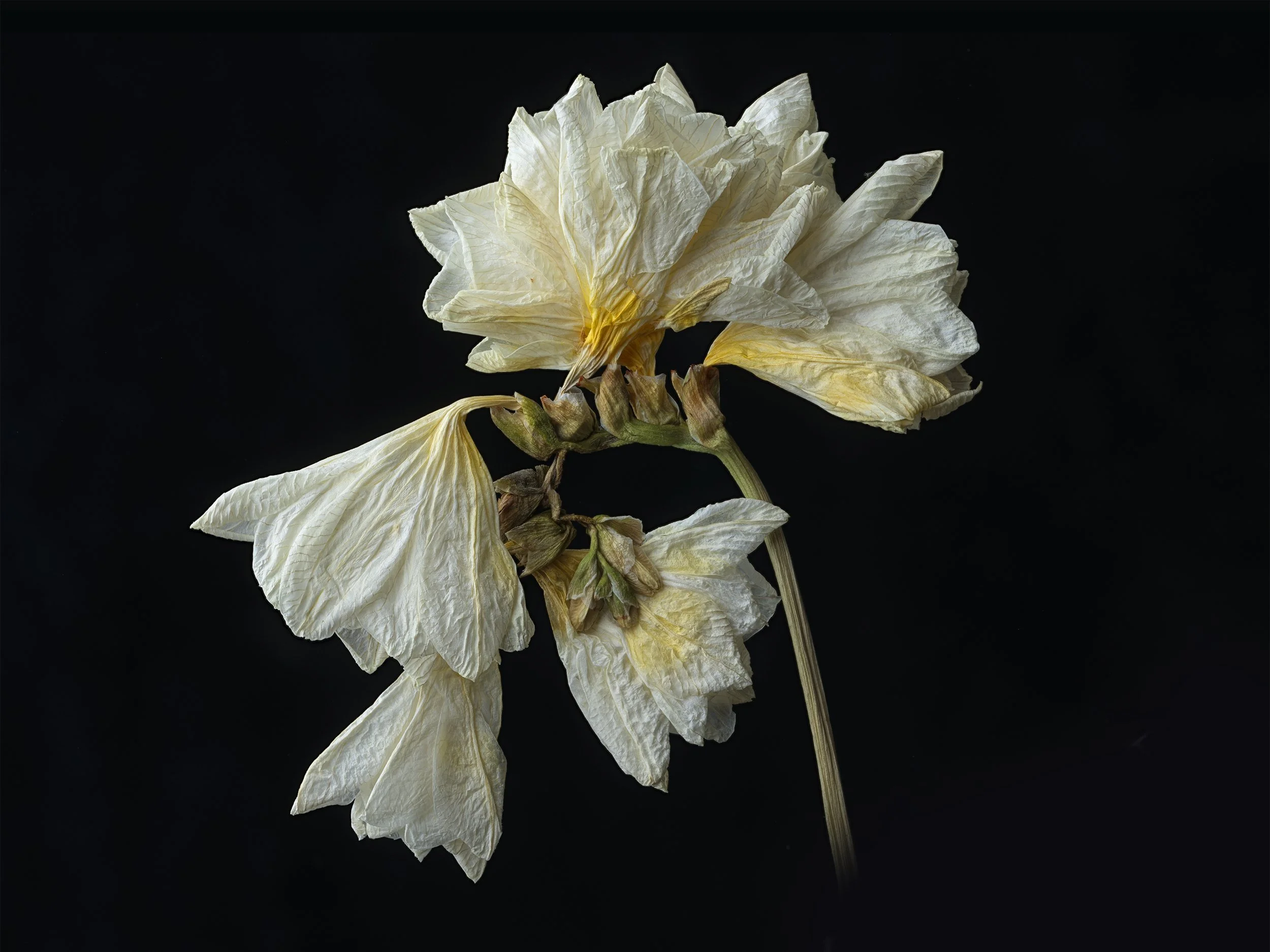 david-pearce-White-dried-flower 1.jpg