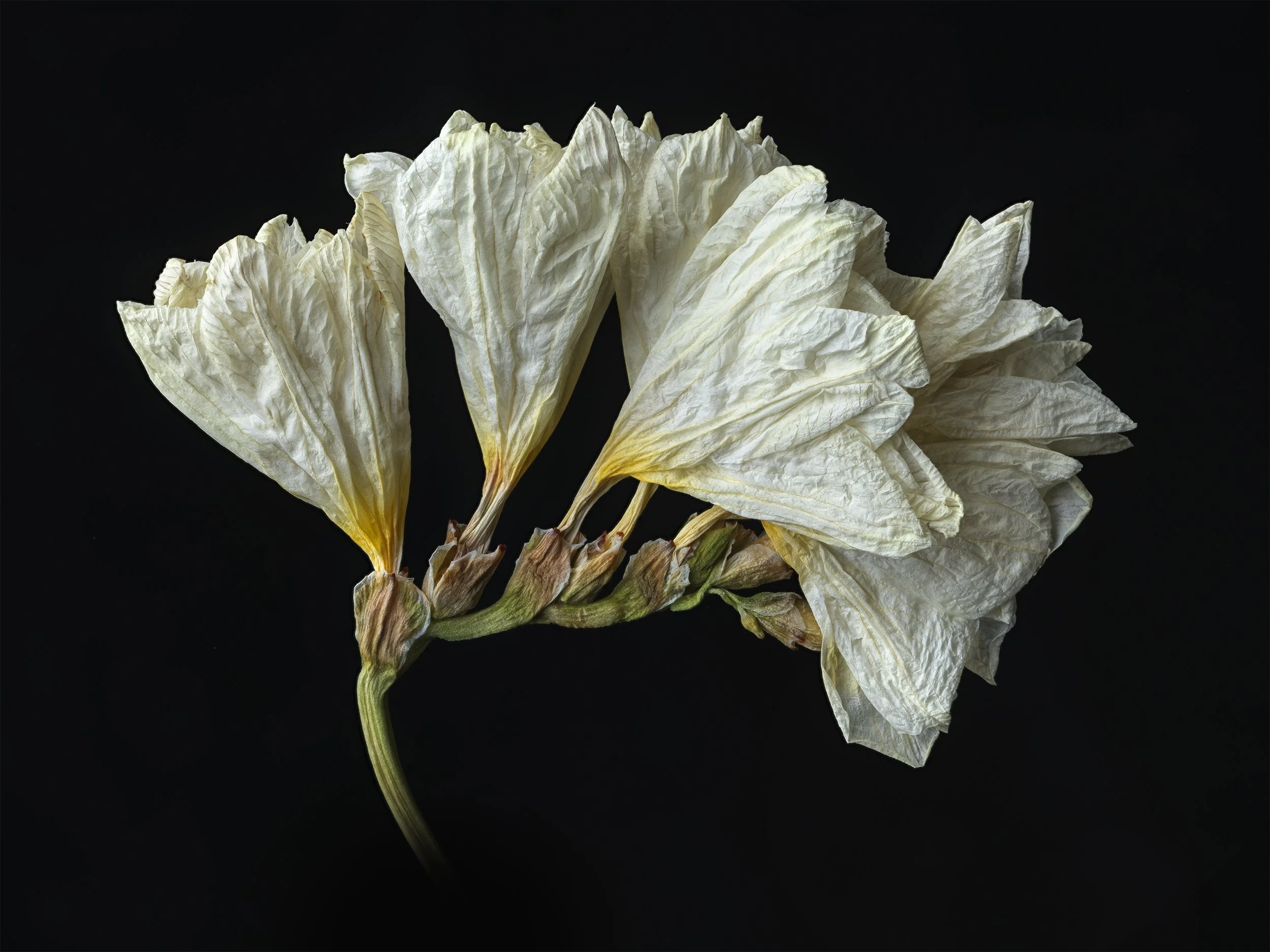 david-pearce-White-dried-flower 2 jpg.jpg