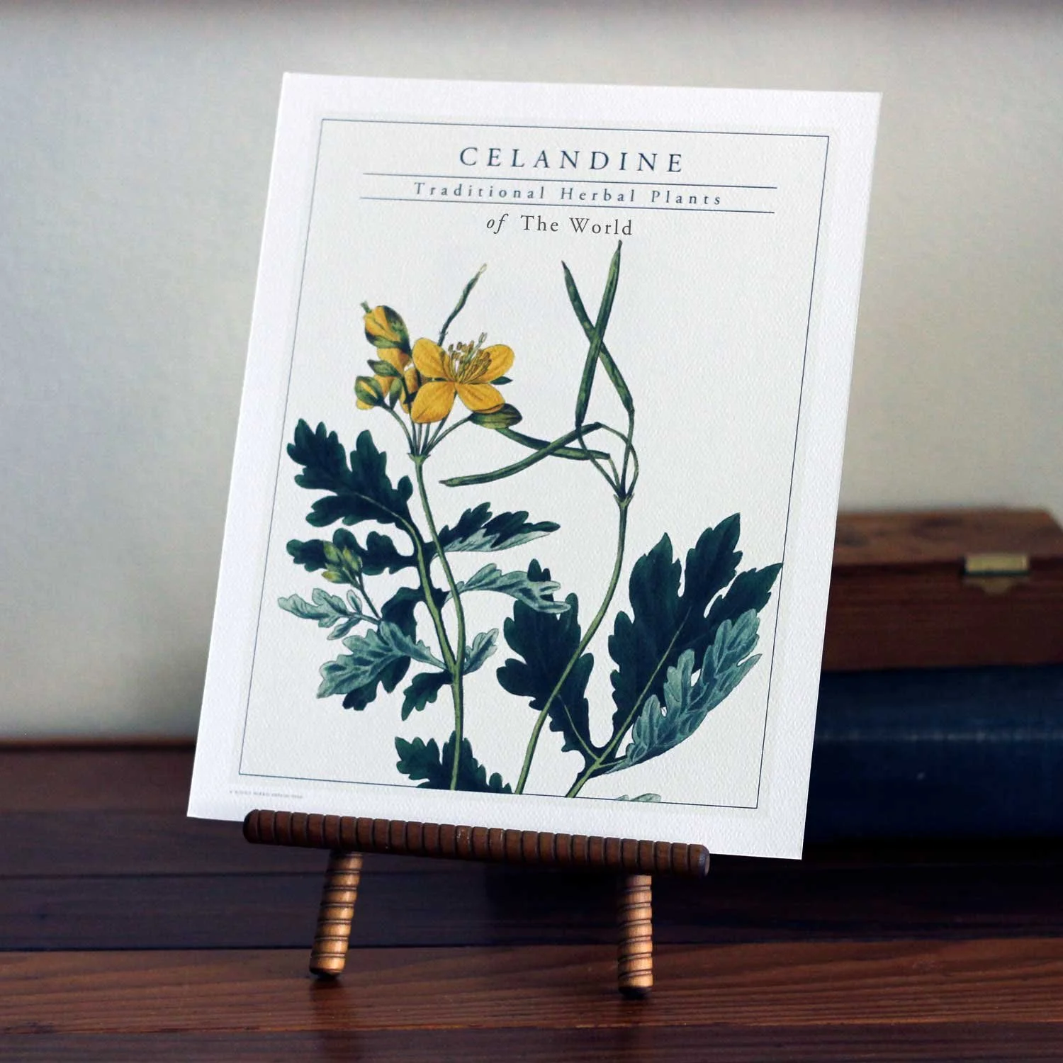 Celandine Herbal Art Print, 8x10