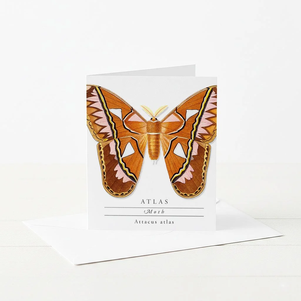 Atlas Moth greeting card.