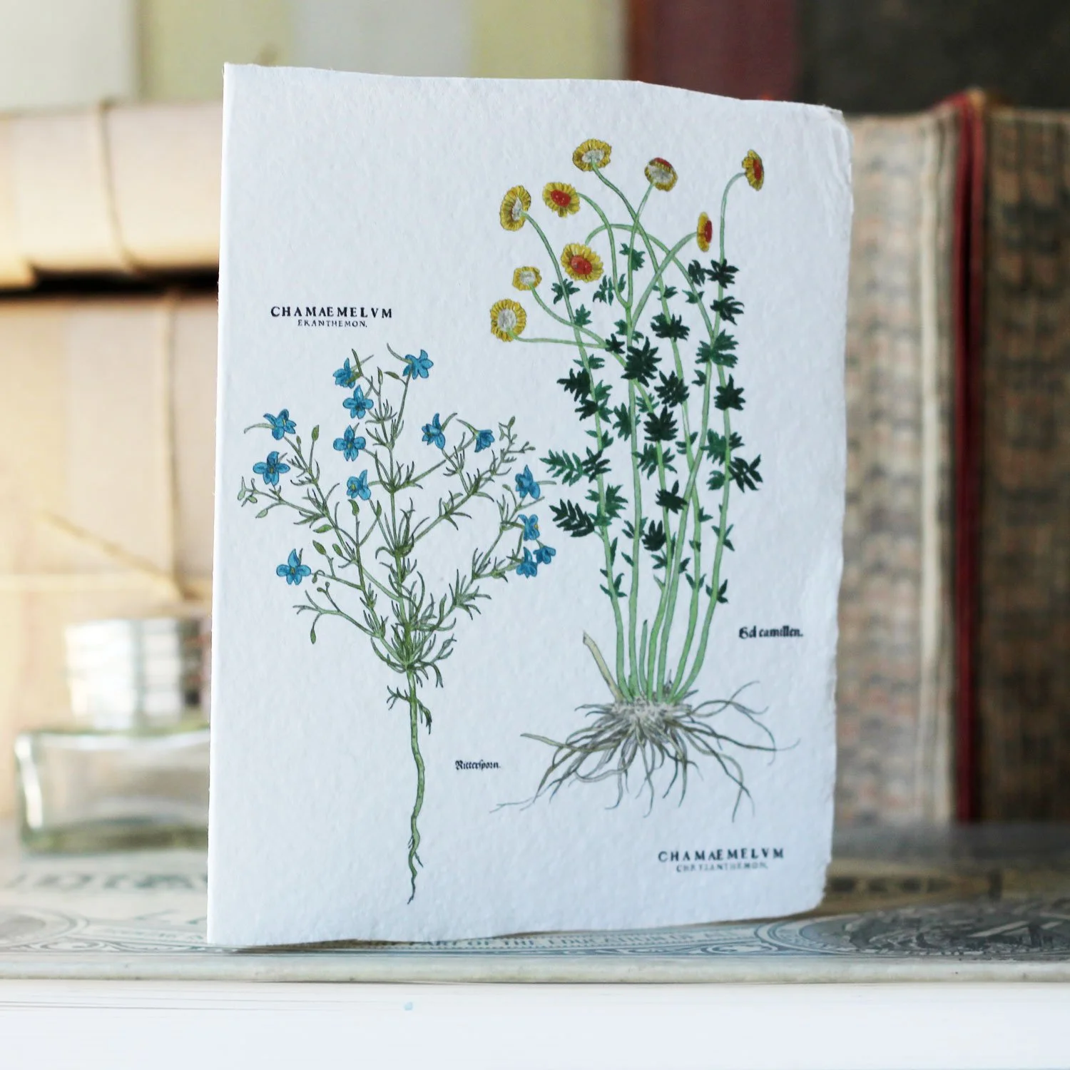 botanicals_4.jpg