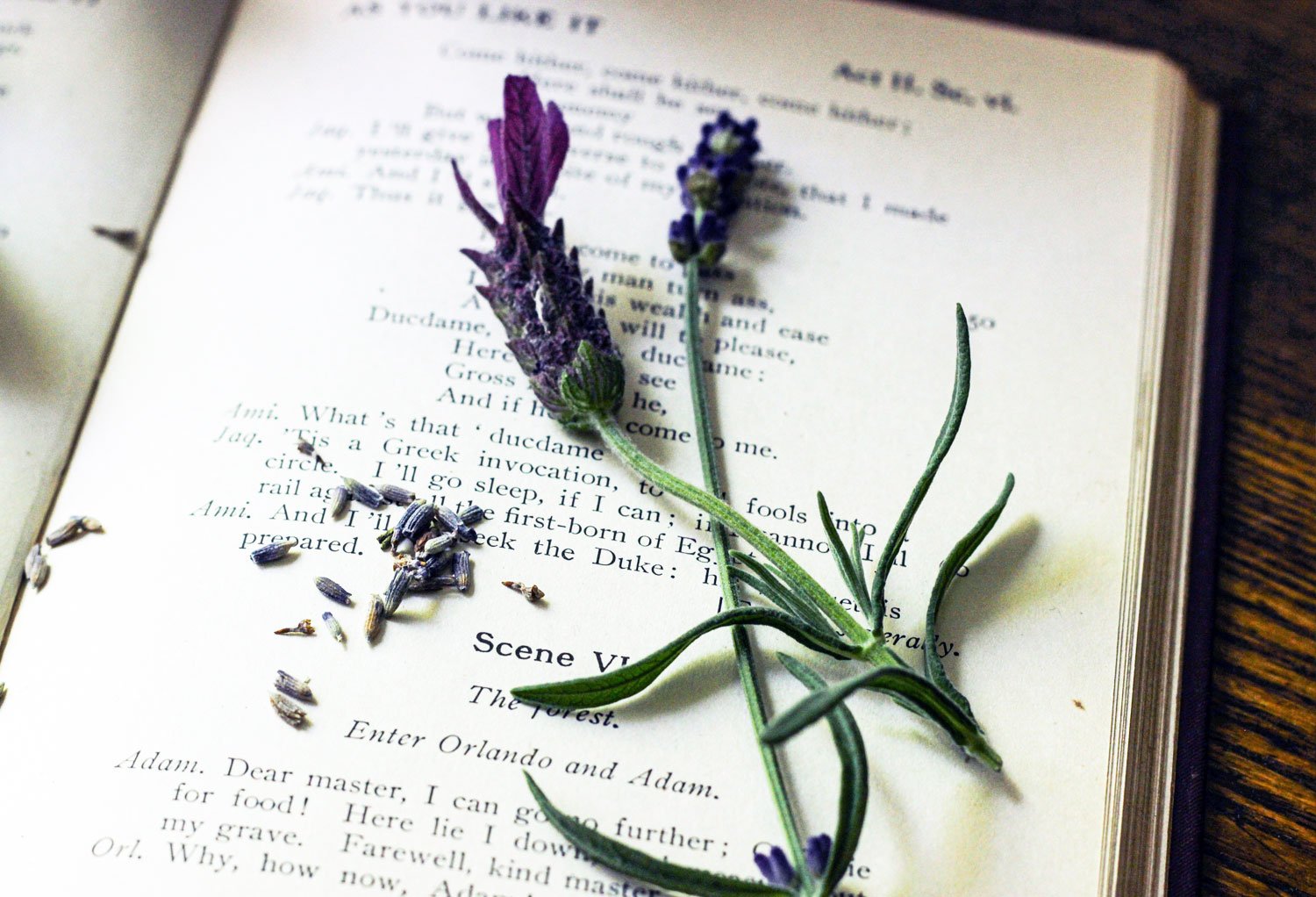English and Spanish lavender.