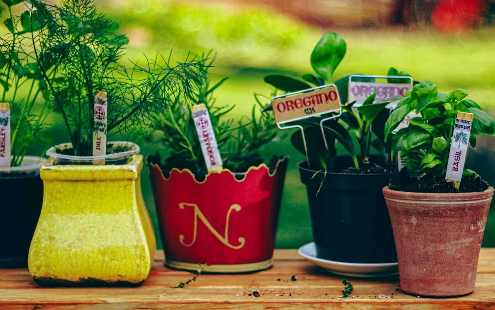 12 Easy to Grow, Common Medieval Herbs