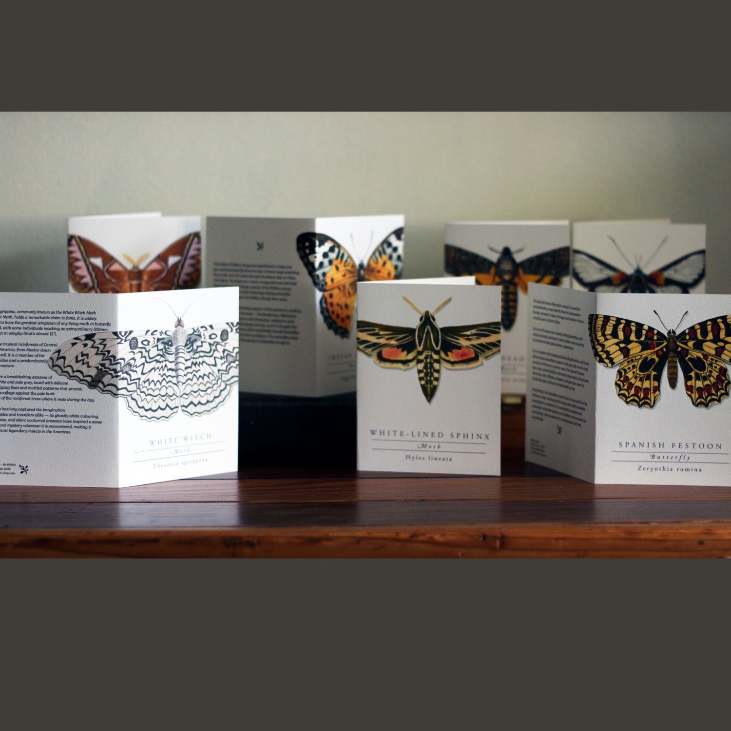 Collection of moth and butterfly greeting cards.