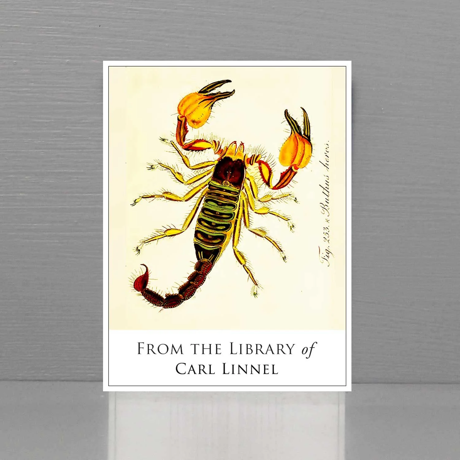 scorpian_bookplates.jpg