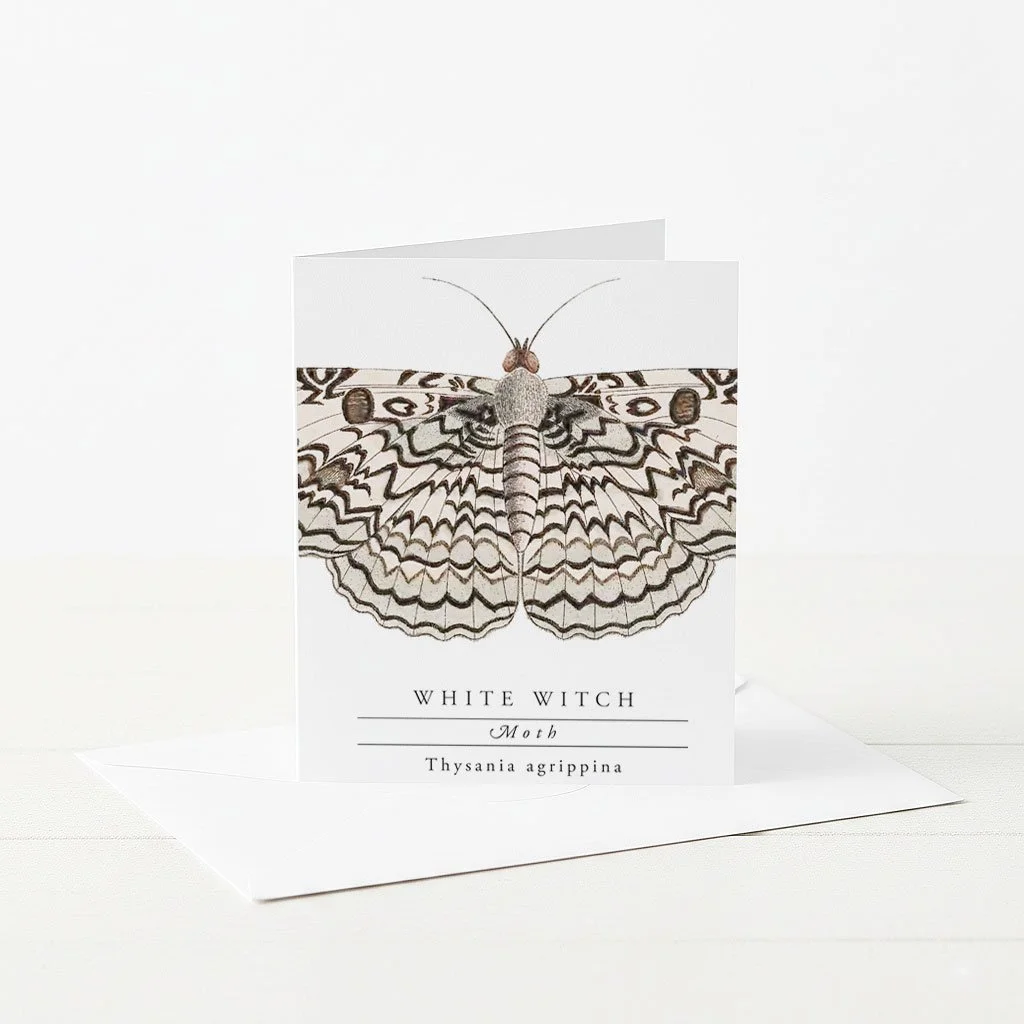 Greeting card illustration of White Witch Moth