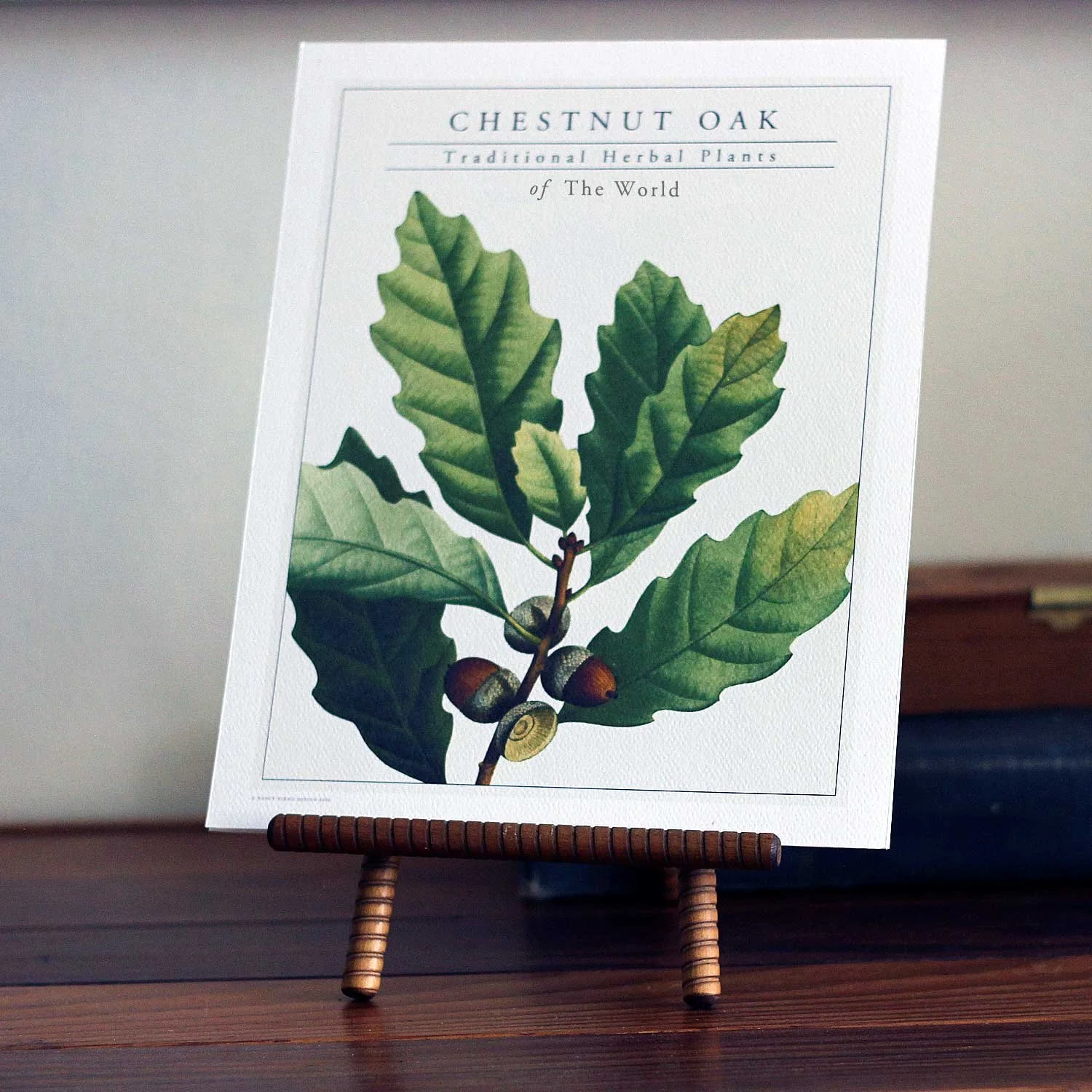Chestnut Oak Herbal Art Print, 8x10