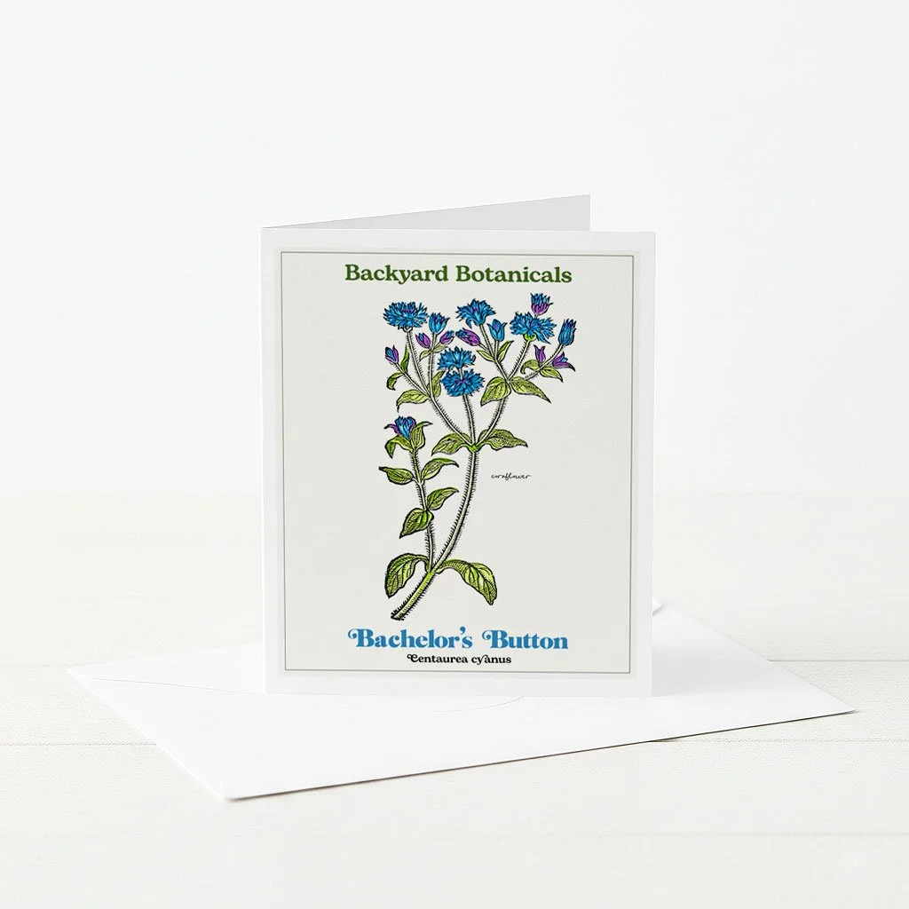 Botanical Greeting Card withBachelor's Button Illustration.