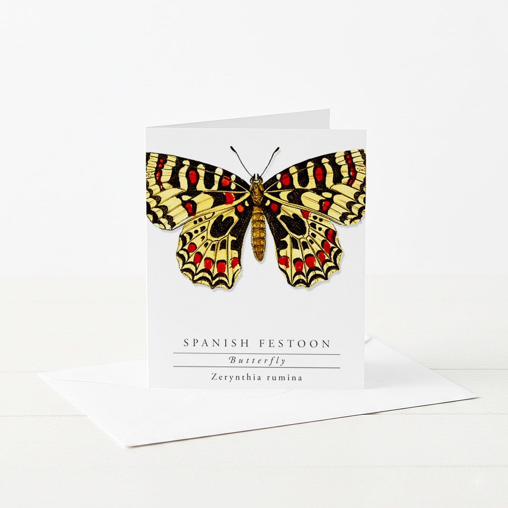 Spanish Festoon Butterfly greeting card.
