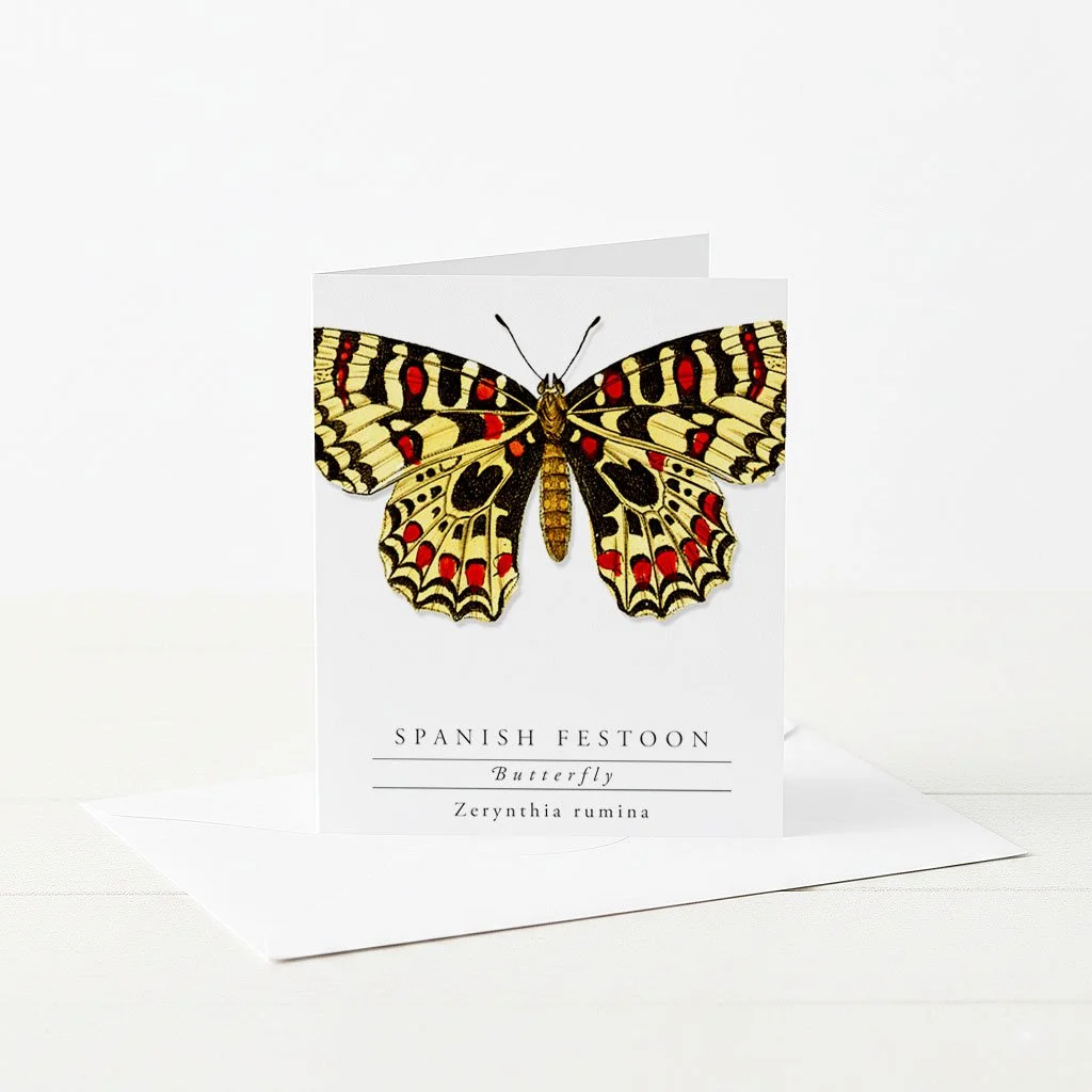 Greeting featuring an illustrated Spanish Festoon Butterfly with informational text on back.