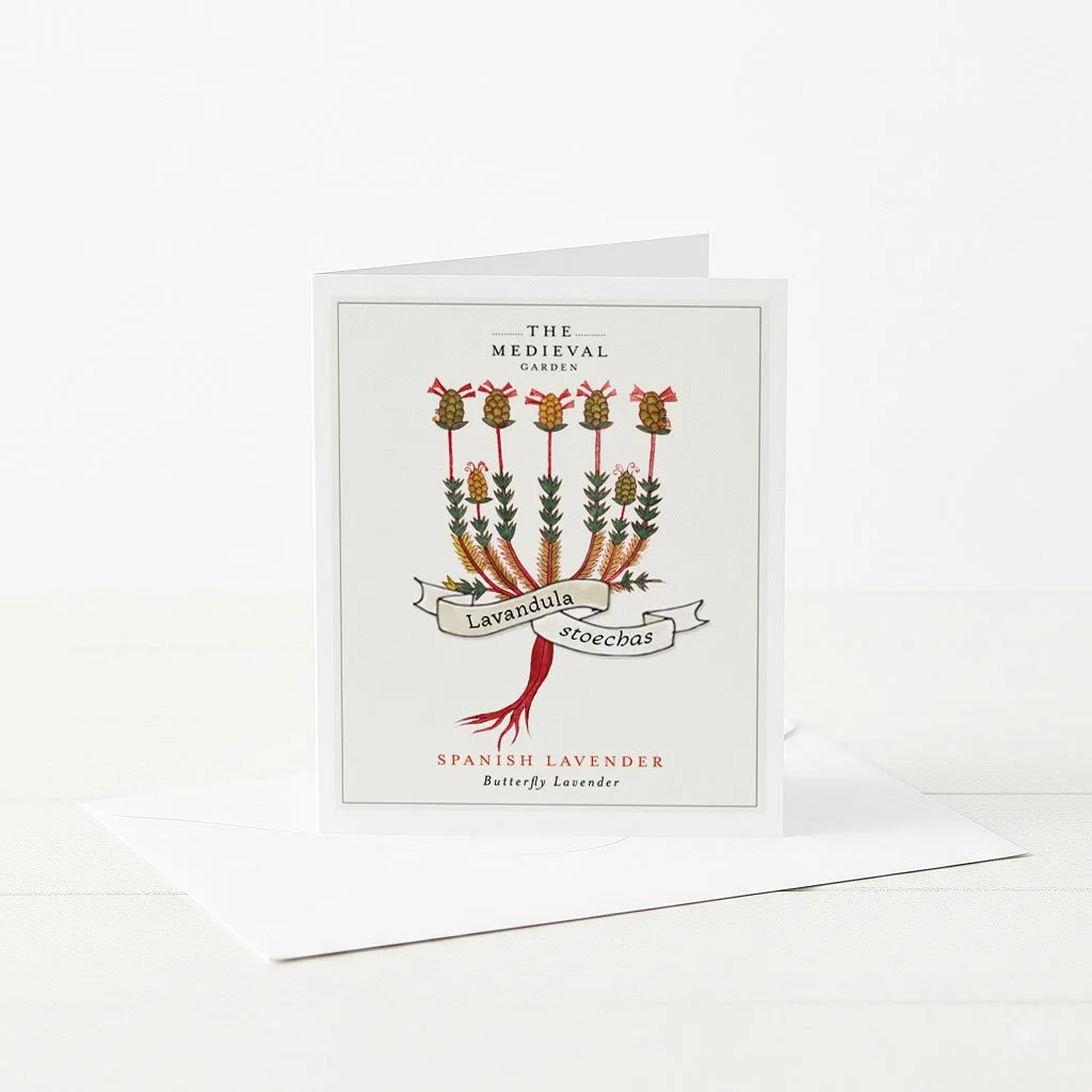 A greeting card featuring an illustration of a medieval Spanish Lavender plant.