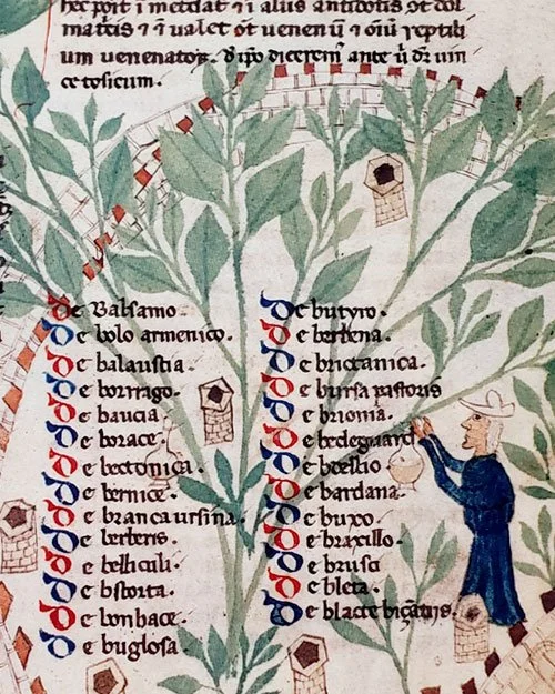 From an illustrated medieval herbal, 13th c, Salerno. Now at the British Library.