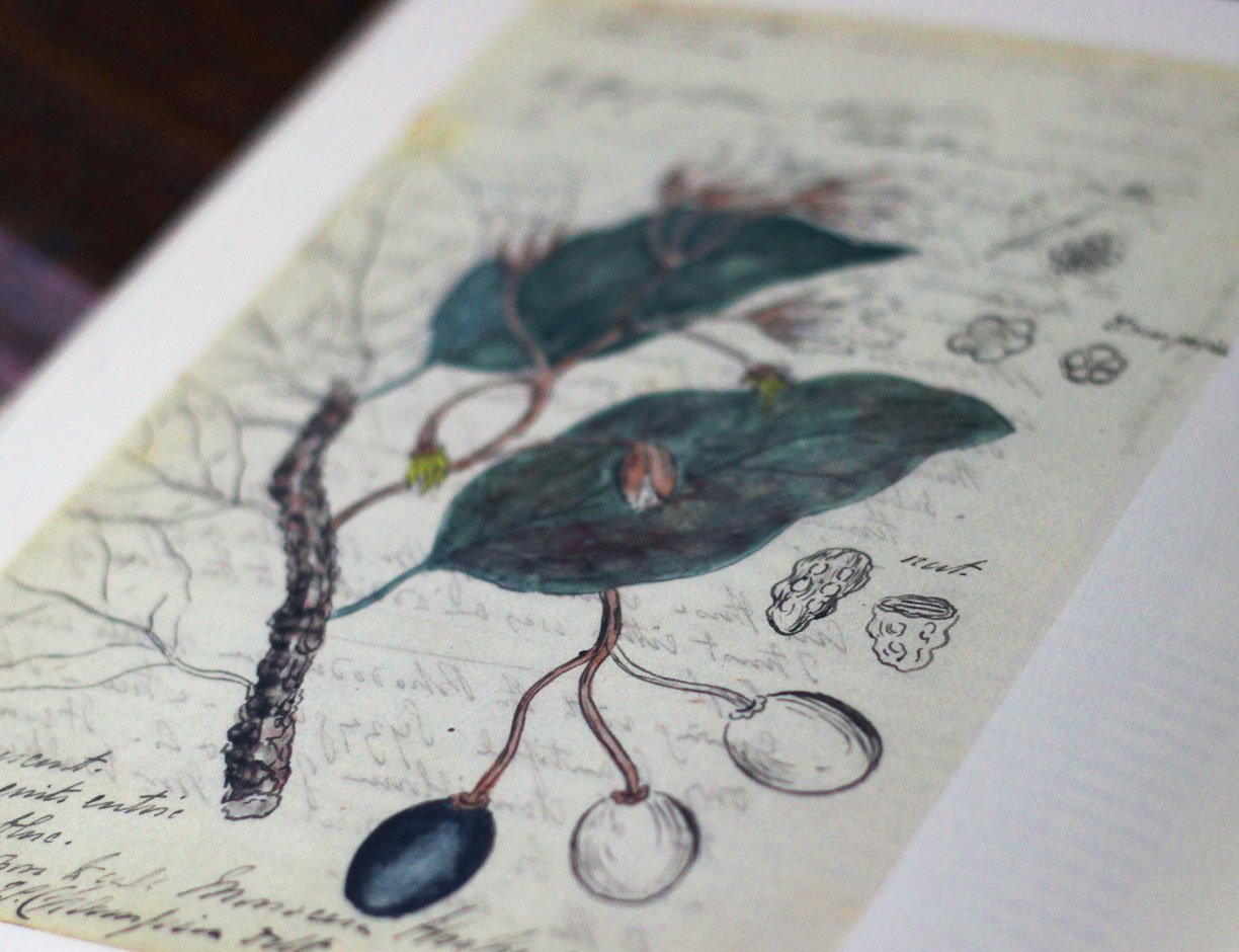 Botanical illustration by John Champion of Monocera Hookeriana.