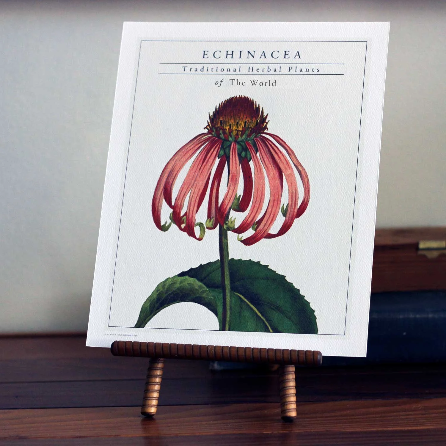 Echinacea Herbal Art Print, 8x10