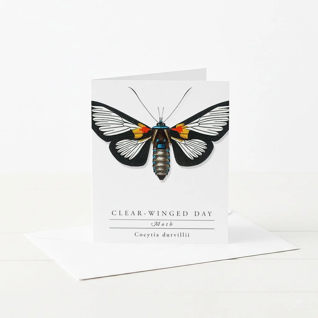 Greeting featuring Clear-Winged Day Moth with informational text on back.