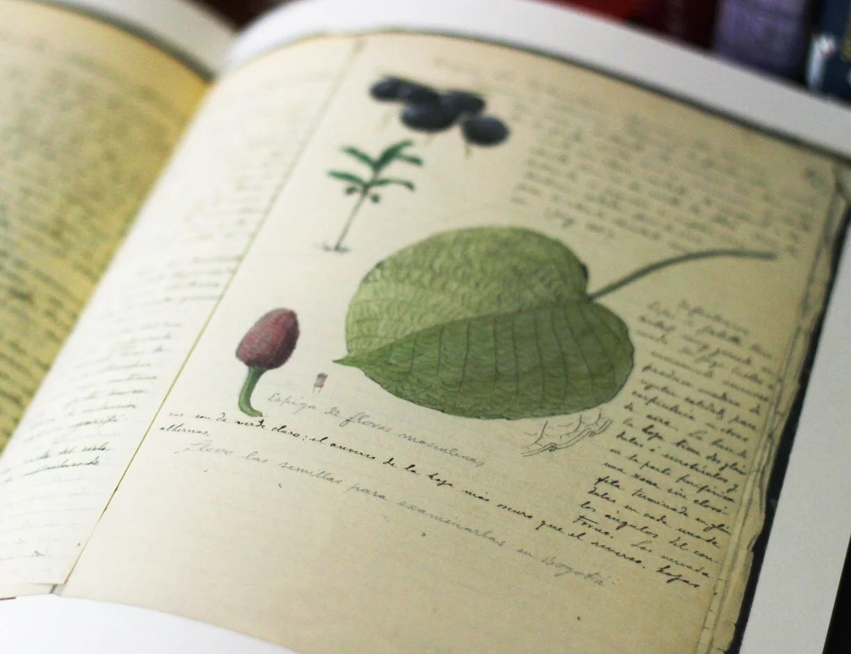 Botanical illustration and notes by Santiago Cortes.