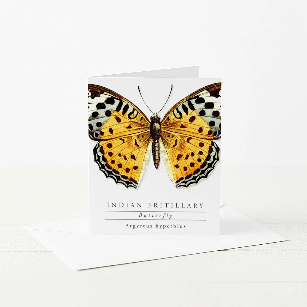 Greeting card featuring an Indian Fritillary Butterfly and informational text on back.
