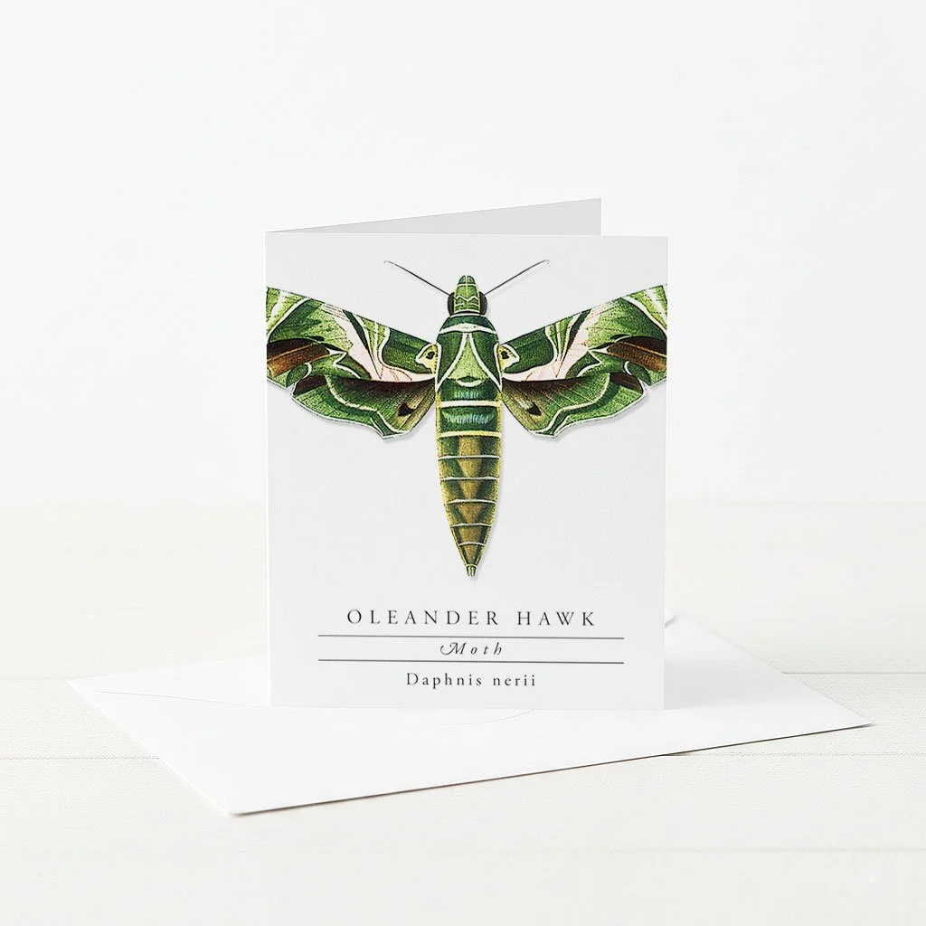 Greeting Card with Illustrated Oleander Hawk Moth.