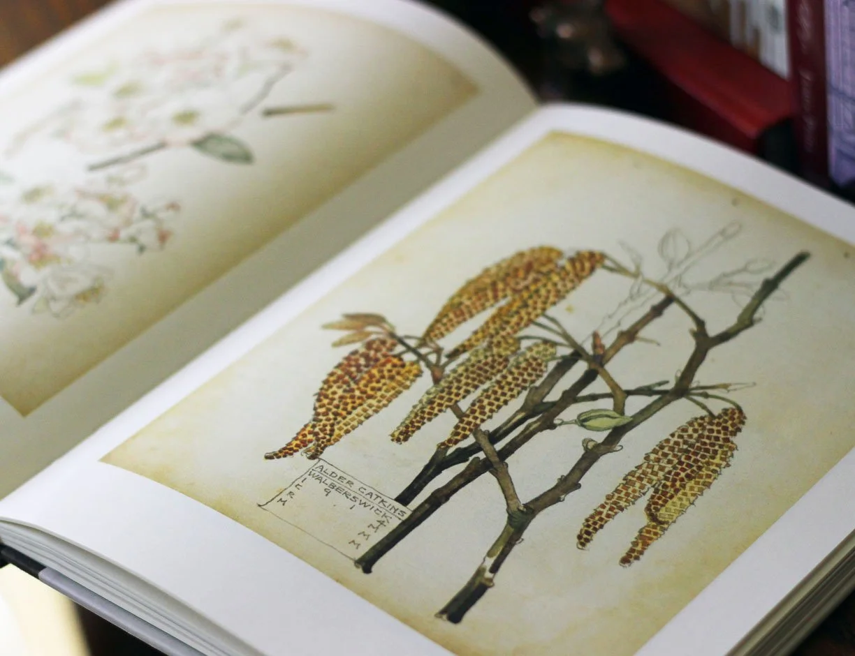Botanical image by Charles Rennie Mackintosch.