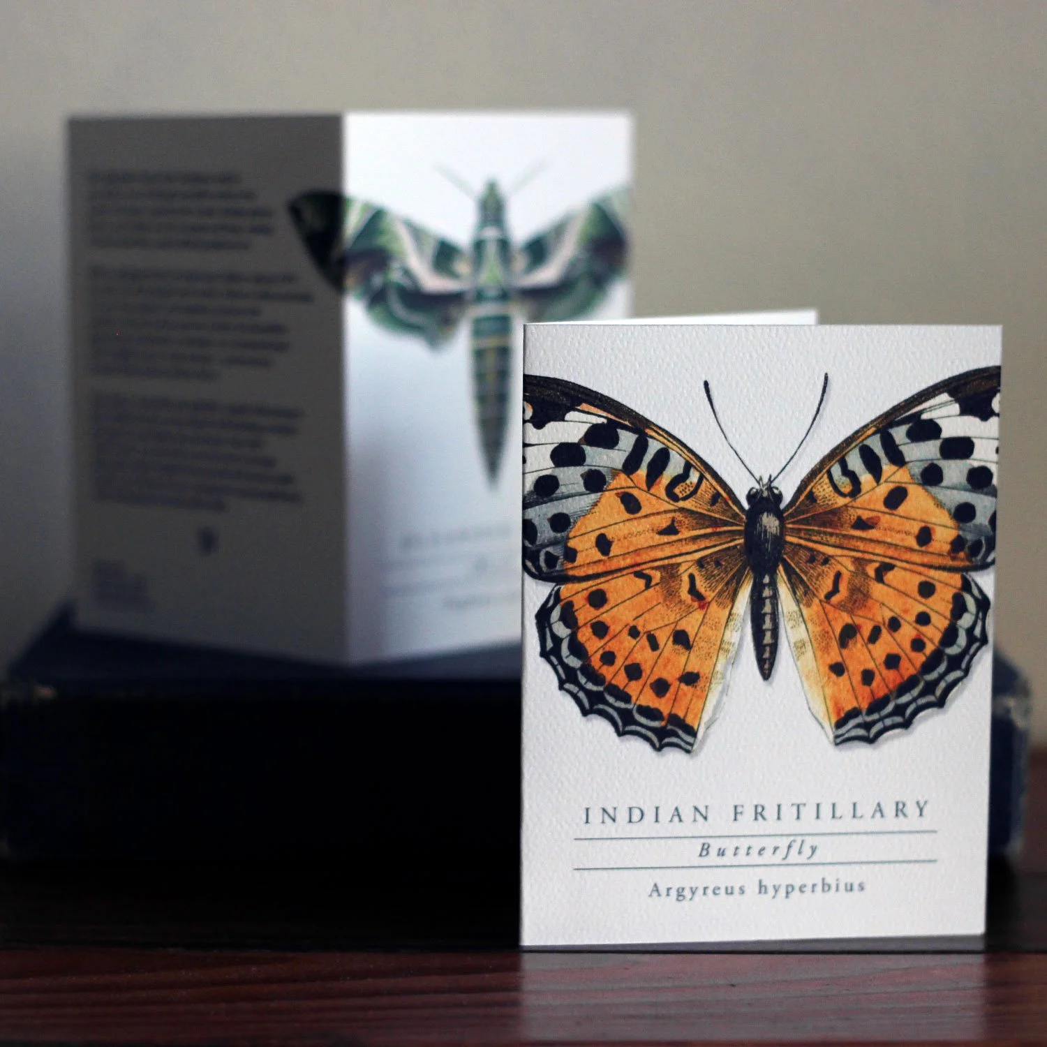 Butterfly and Moth Greeting Cards Set.