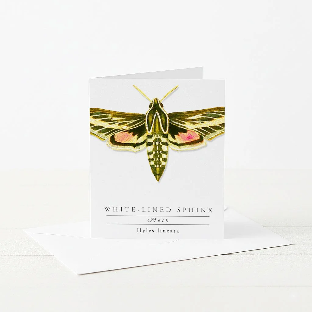 Greeting card with illustrated White-Lined Sphinx Moth.