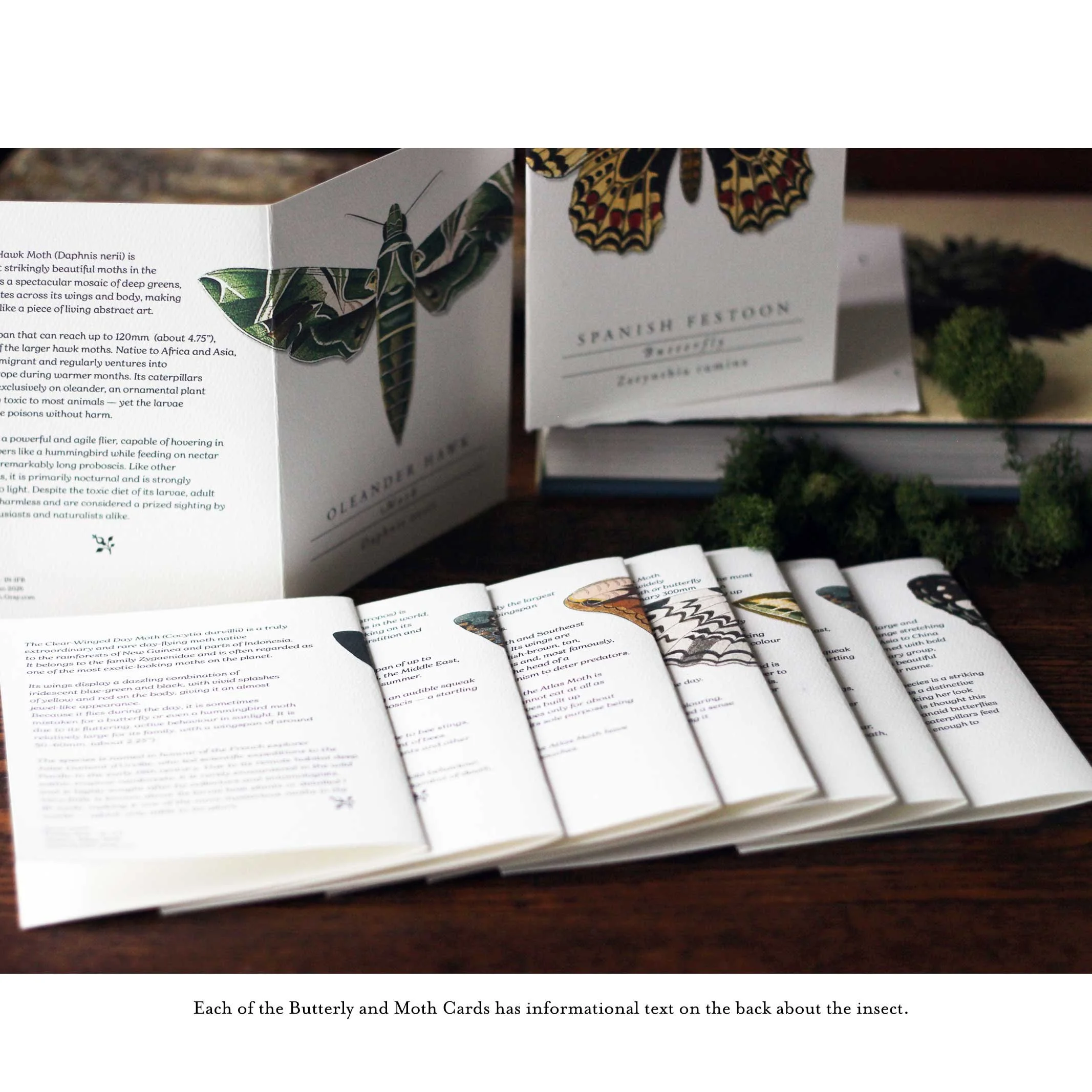 On the back of this card is information text about the moth. (Copy)