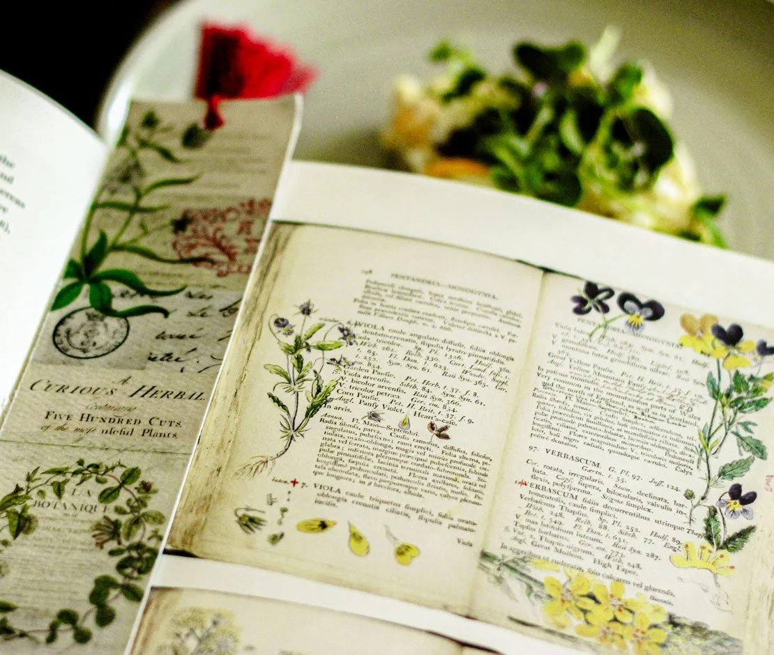 Sketchbook pages from Richard Dreyer, clergyman and plant lover.