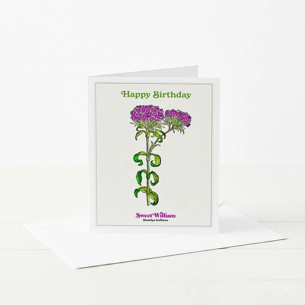 Happy Birthday botanical greeting cards with illustrated Sweet William plant.