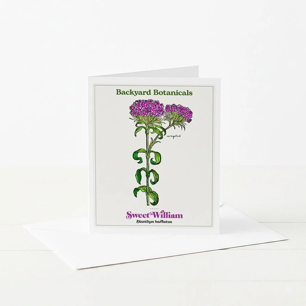 Botanical Greeting Card with Sweet William Illustration.