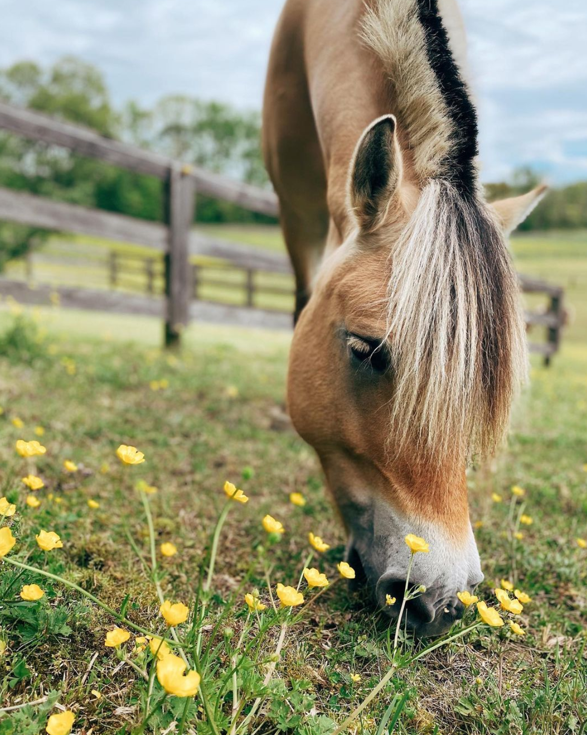 Case Study: Non-Profit Thrives After Pandemic