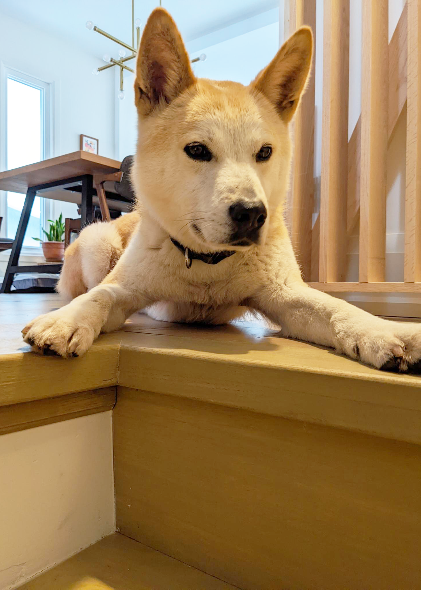 Our dog at the top of the stairs