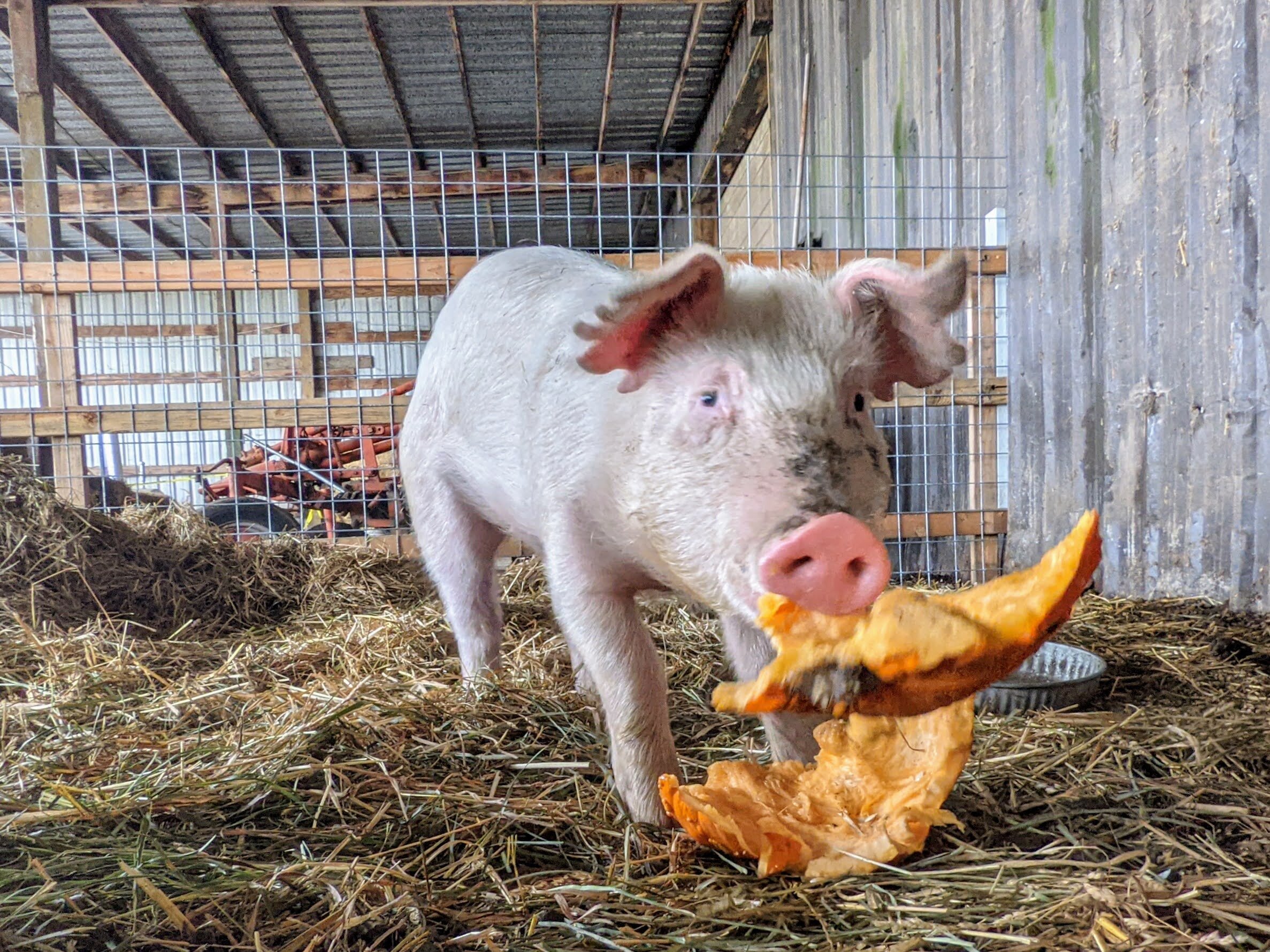 Topaz Farm on Sauvie Island Topaz Farm