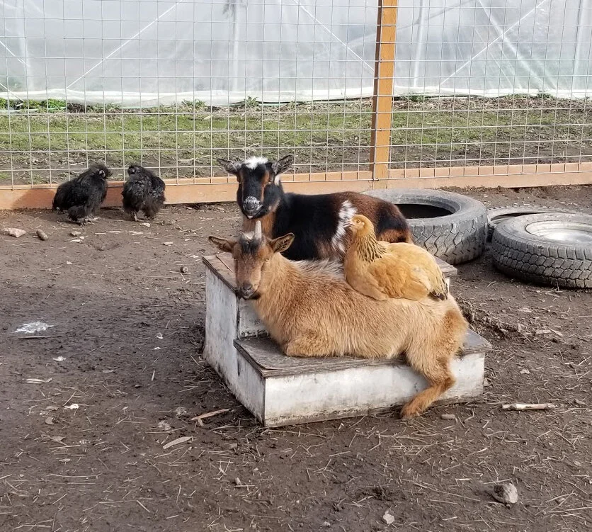 Topaz Farm Pumpkin Patch & UPick Sauvie Island Portland