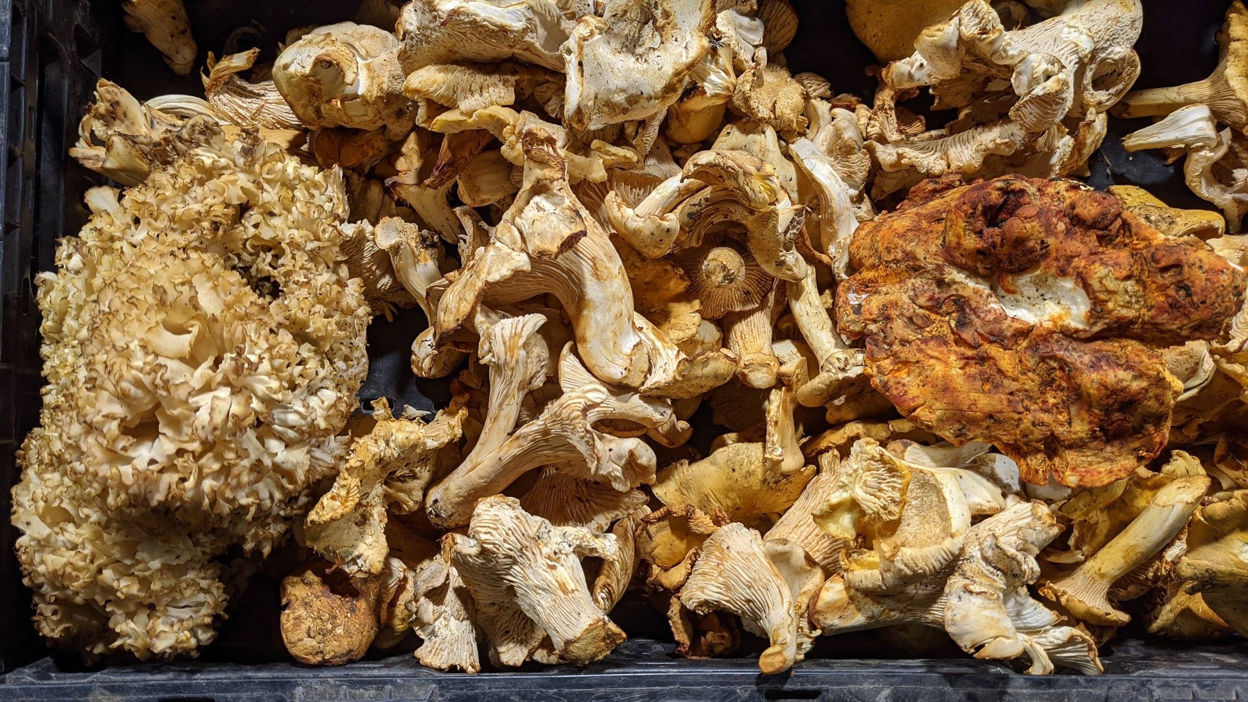 Topaz Farm on Sauvie Island Topaz Farm