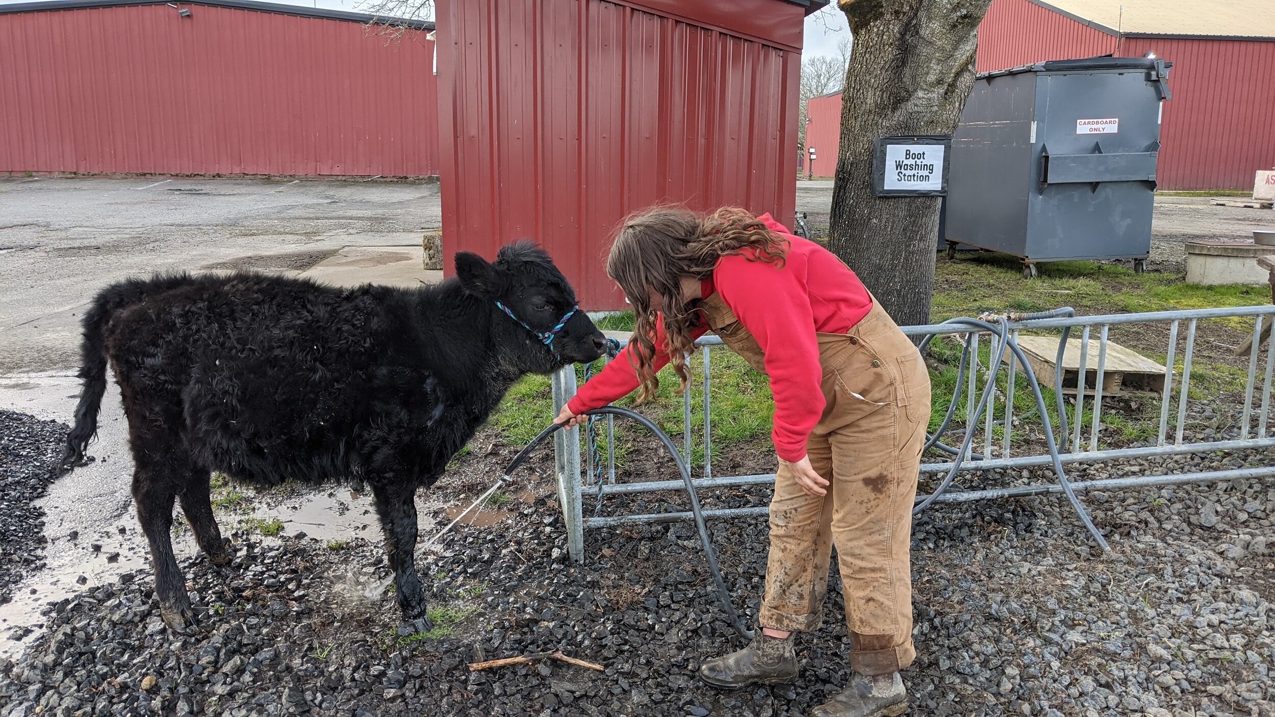 Topaz Farm Pumpkin Patch & UPick Sauvie Island Portland