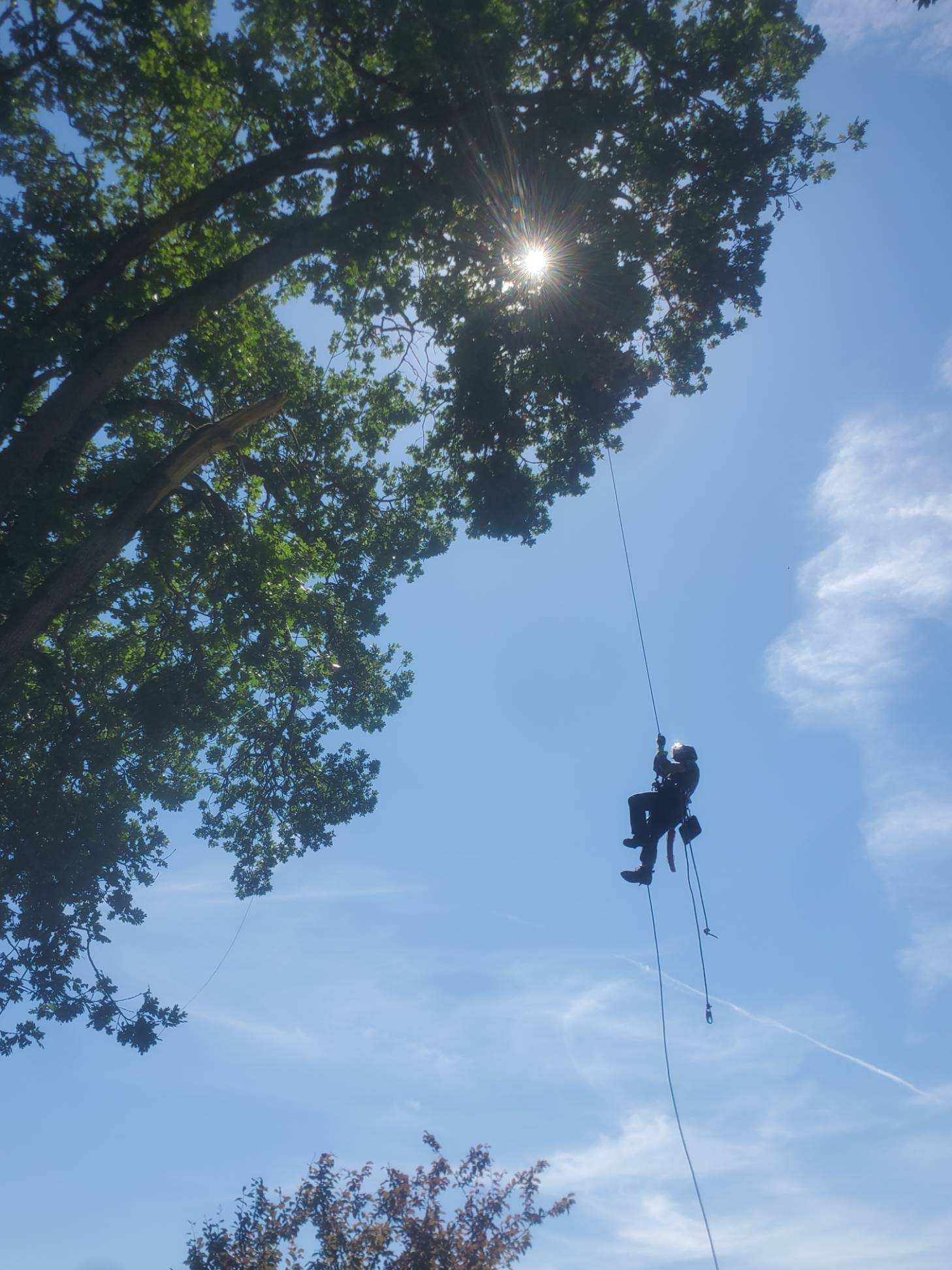  Our arborist, Ryan, giving a check up to our historic Oak tree. He’s the second arborist to estimate the tree is between 400-500 years old.  