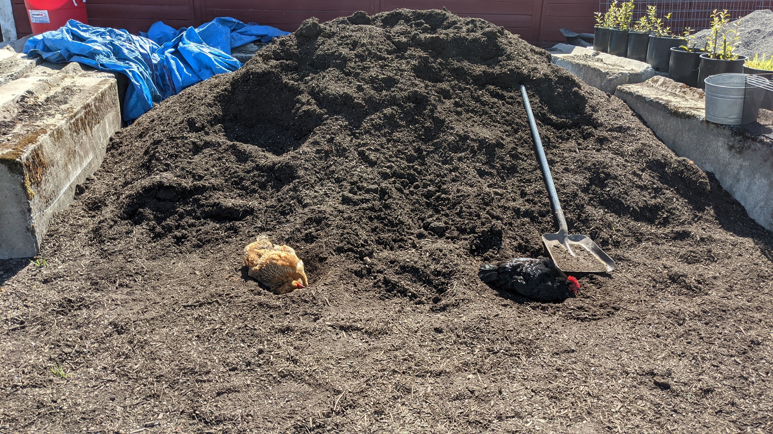  Clyde also loves to hang out with Bonnie on the dirt piles. 