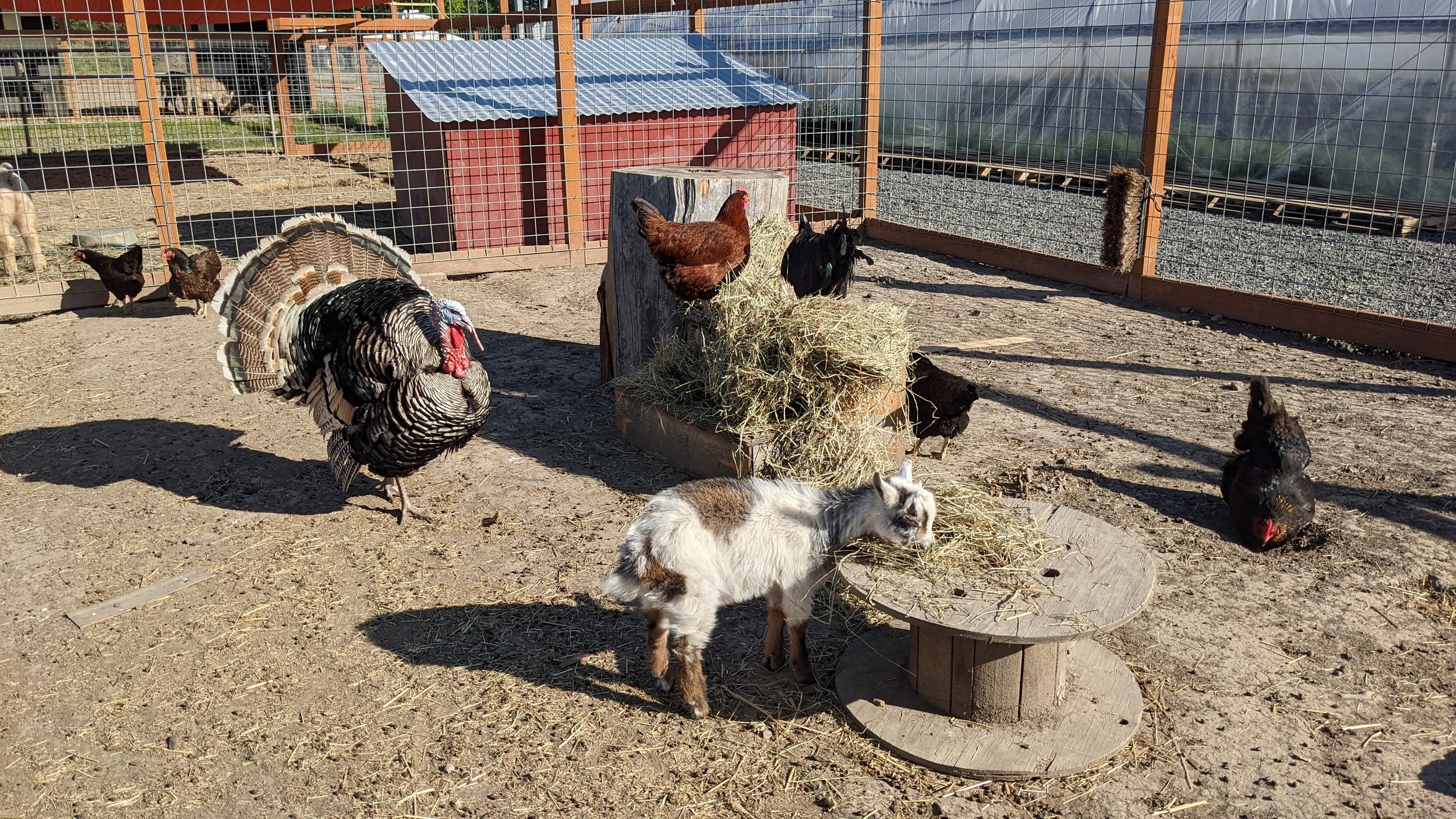  Pros and cons. We have lost very few chickens to hawks and other predators because they are housed with our goats. But sharing the same pen isn’t without issues. Odessa has to stay on top of deworming and other issues that arise by having multiple a