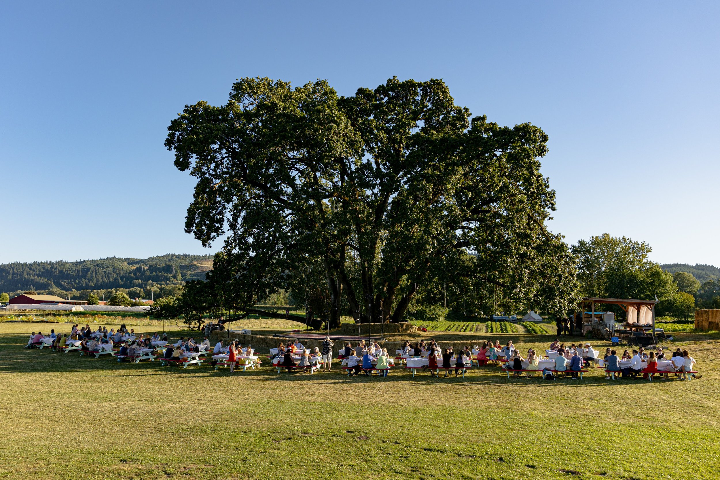  Most of our farm to plate meals take place under the historic Oak tree. 